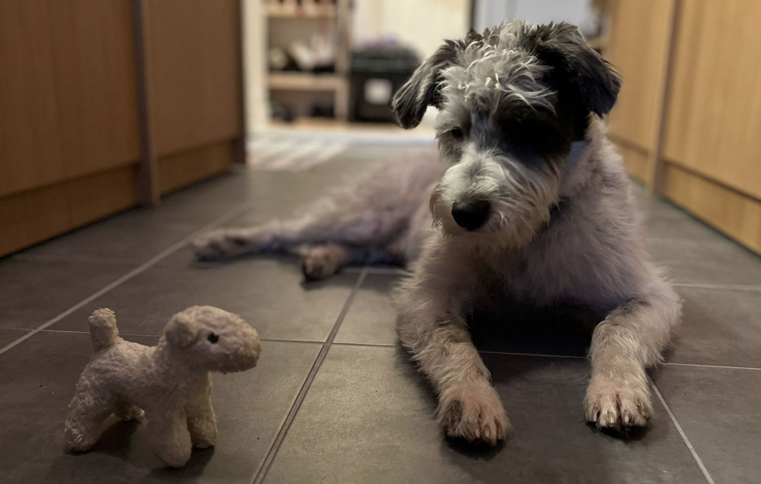 Hund liegt entspannt im Innenbereich. Flusskreuzfahrt mit Hund und Rückzugsort an Bord
