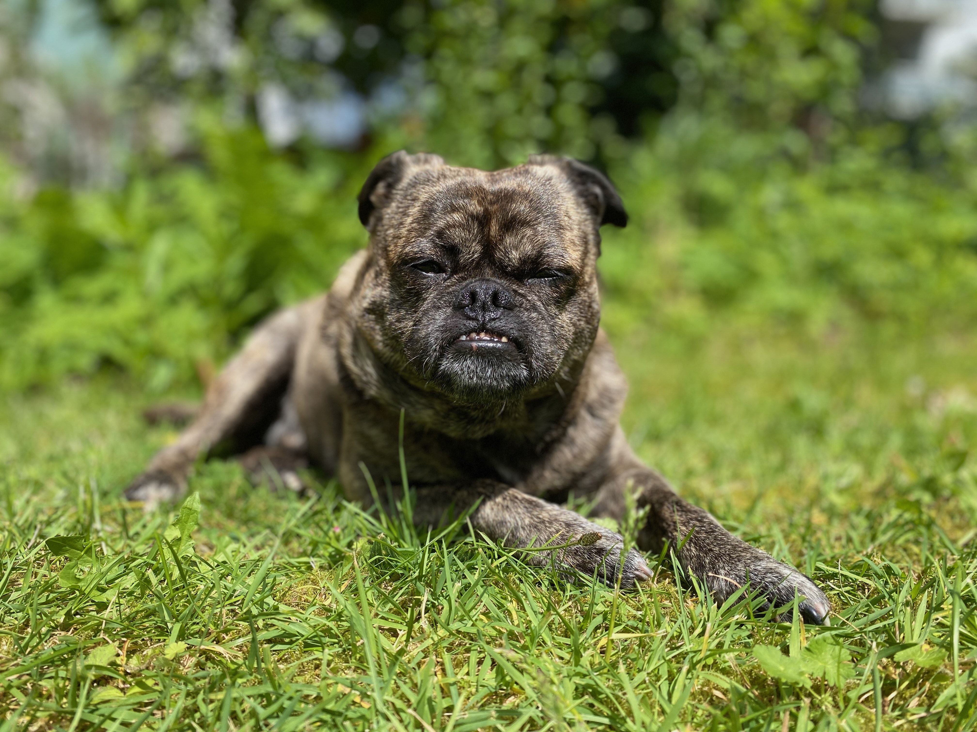 Hund liegt entspannt im Grünen – Naturerlebnis bei einer Flussreise mit Hund
