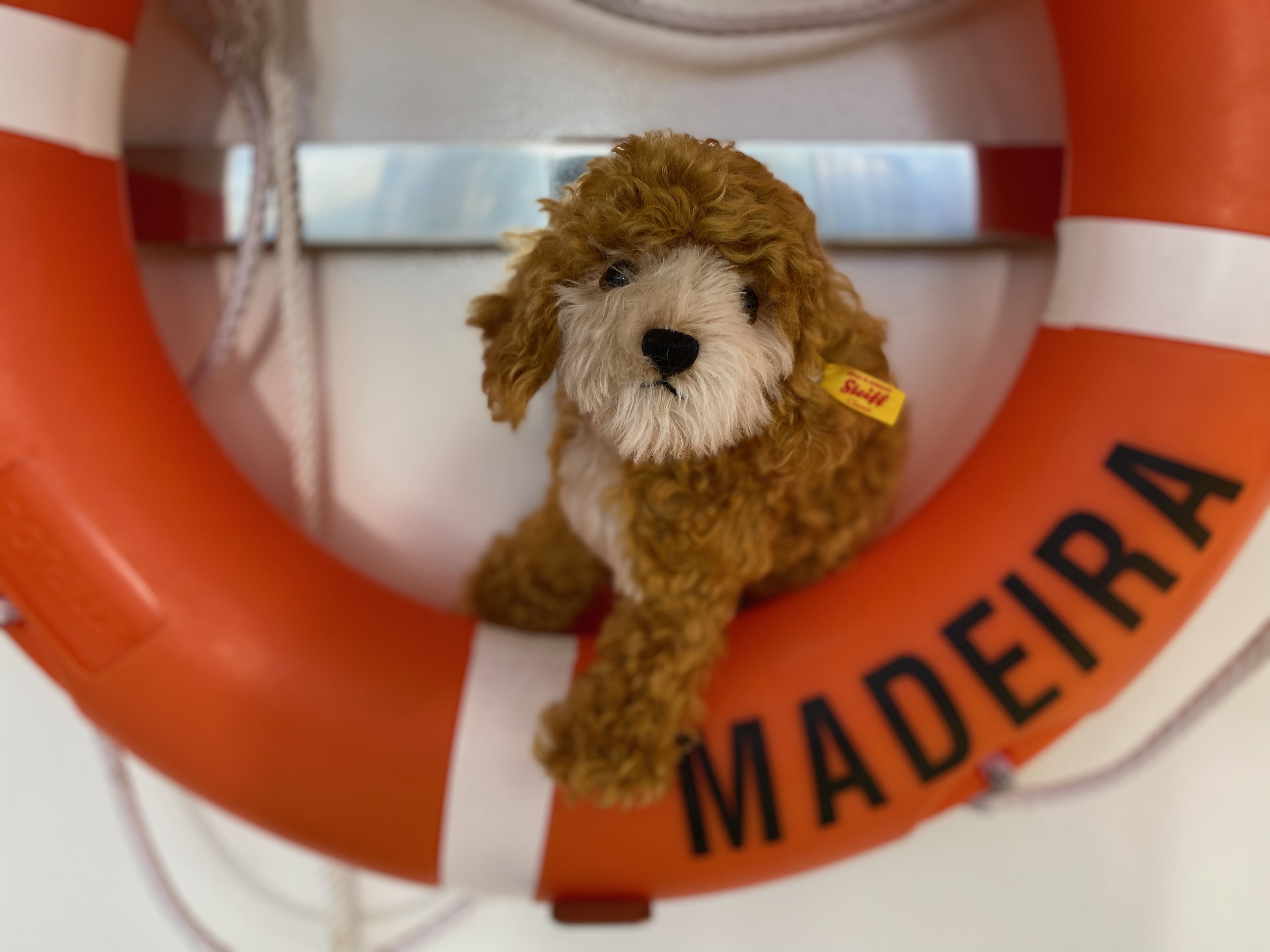 Hund sitzt in einem Rettungsring an Bord eines Kreuzfahrtschiffs