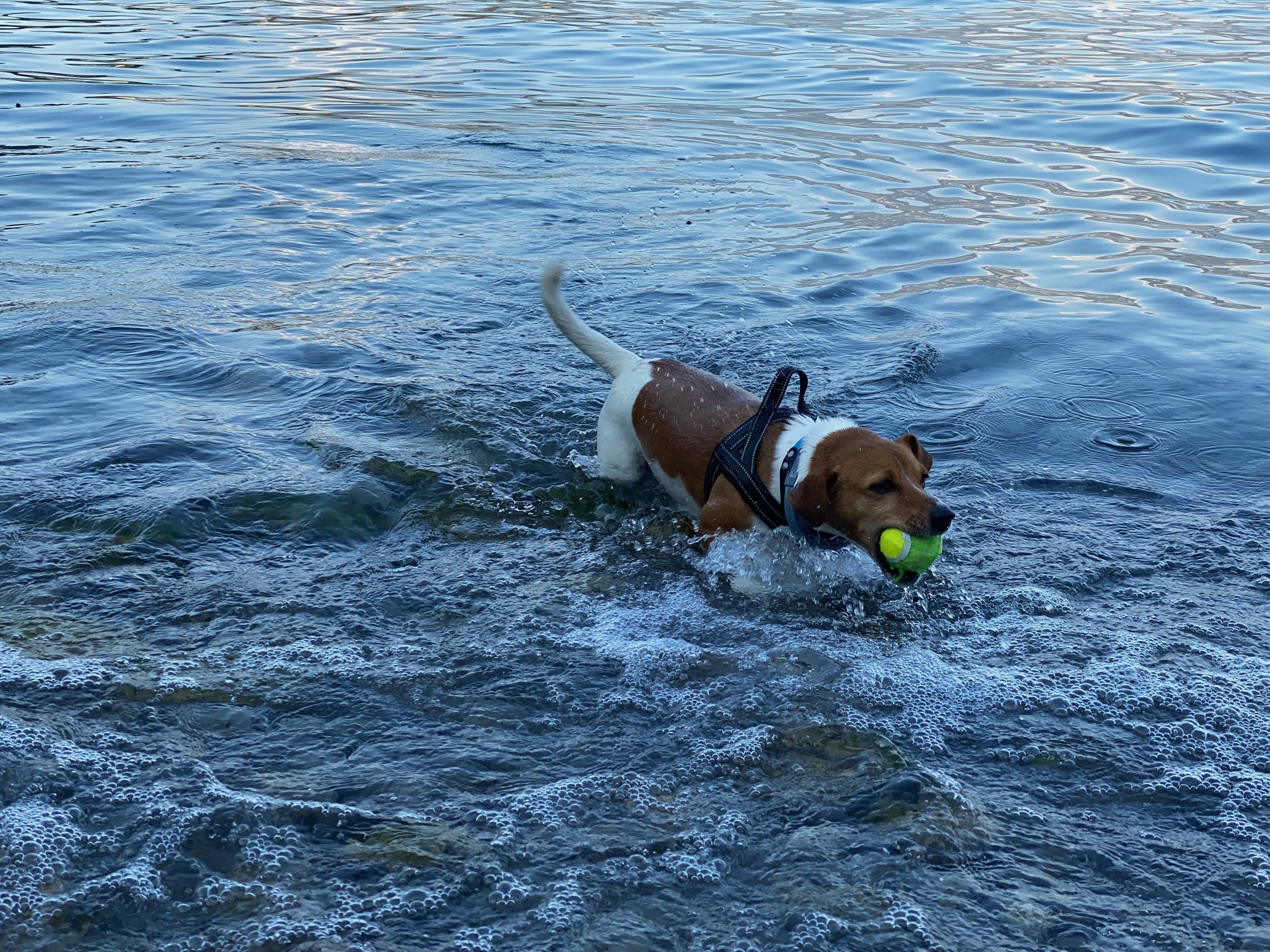Hund spielt mit Ball im Wasser - aktiver Urlaub mit Hund am See oder Meer
