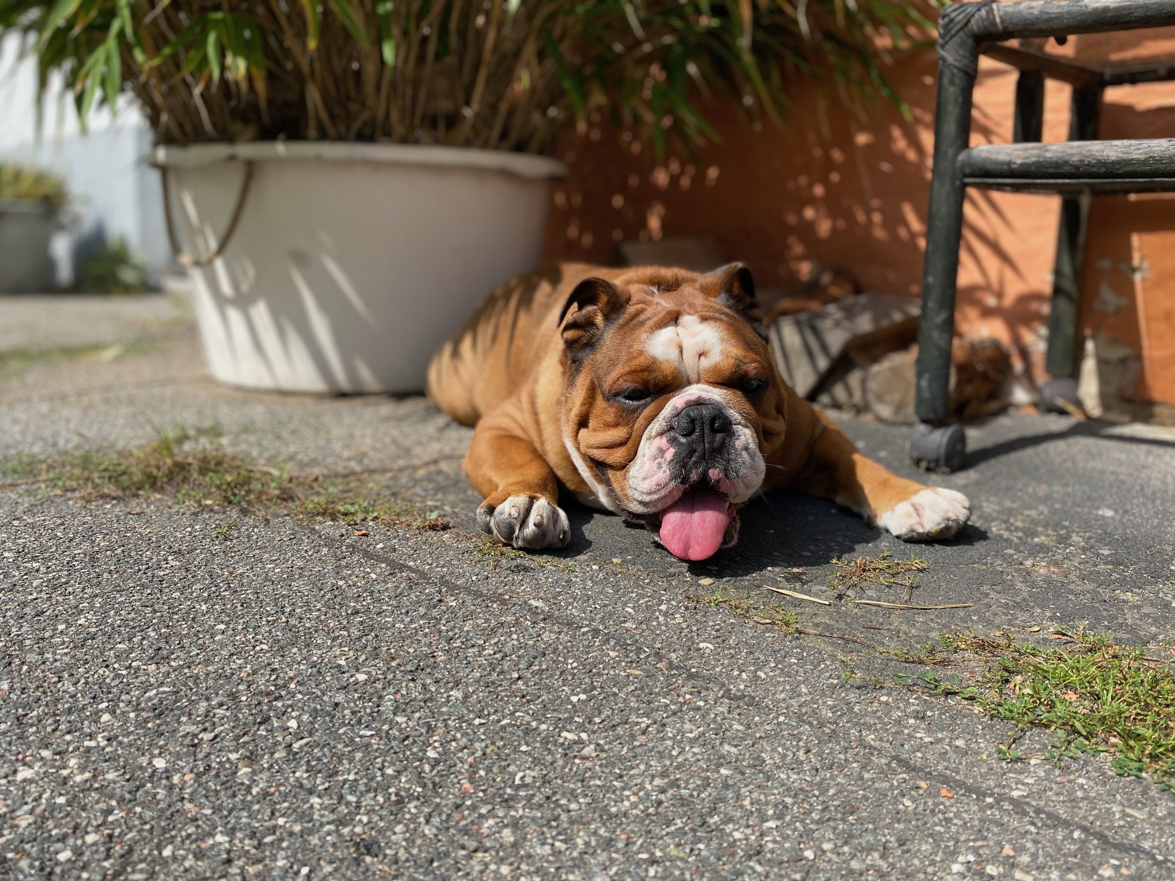 Hund liegt erschöpft in der Sonne und macht eine Pause während eines Urlaubs mit Hund