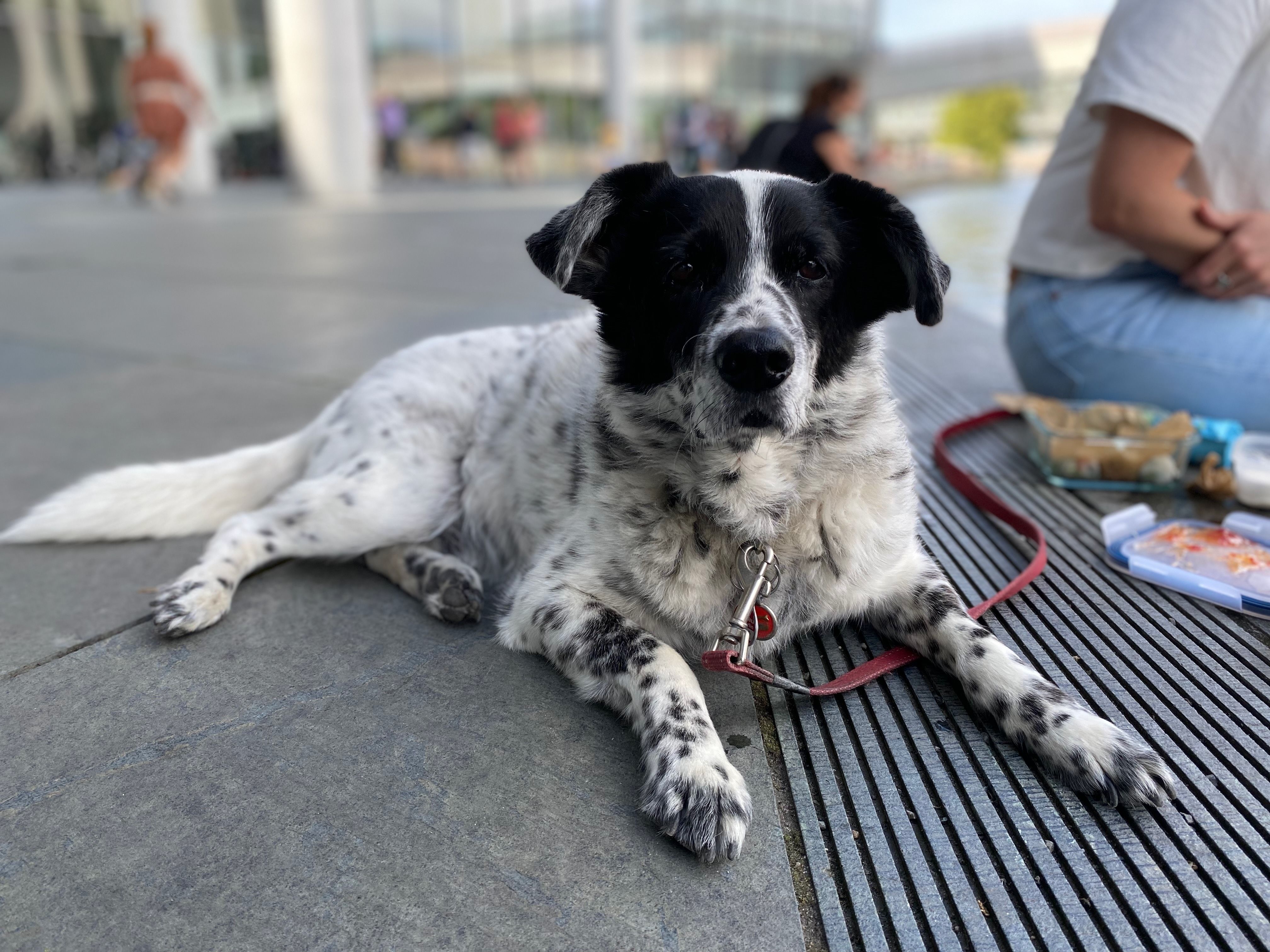Hund liegt entspannt bei einem Landgang während einer Flusskreuzfahrt mit Hund