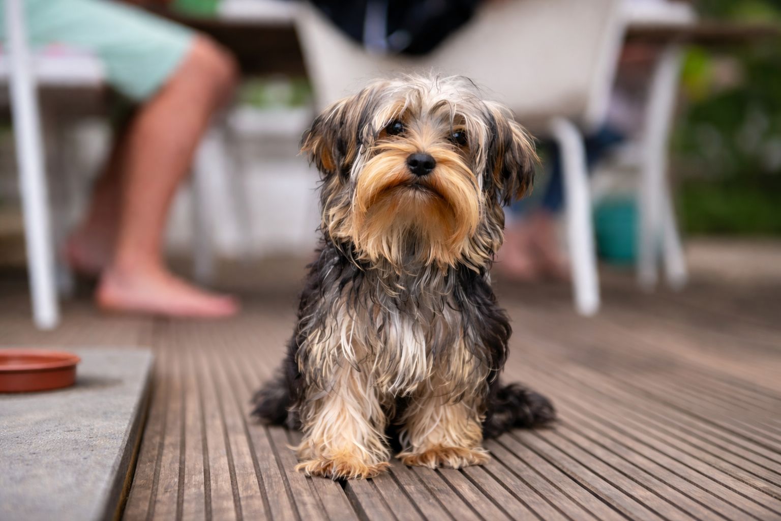 Yorkshire Terrier sitzt auf einer Holzterrasse mit Menschen