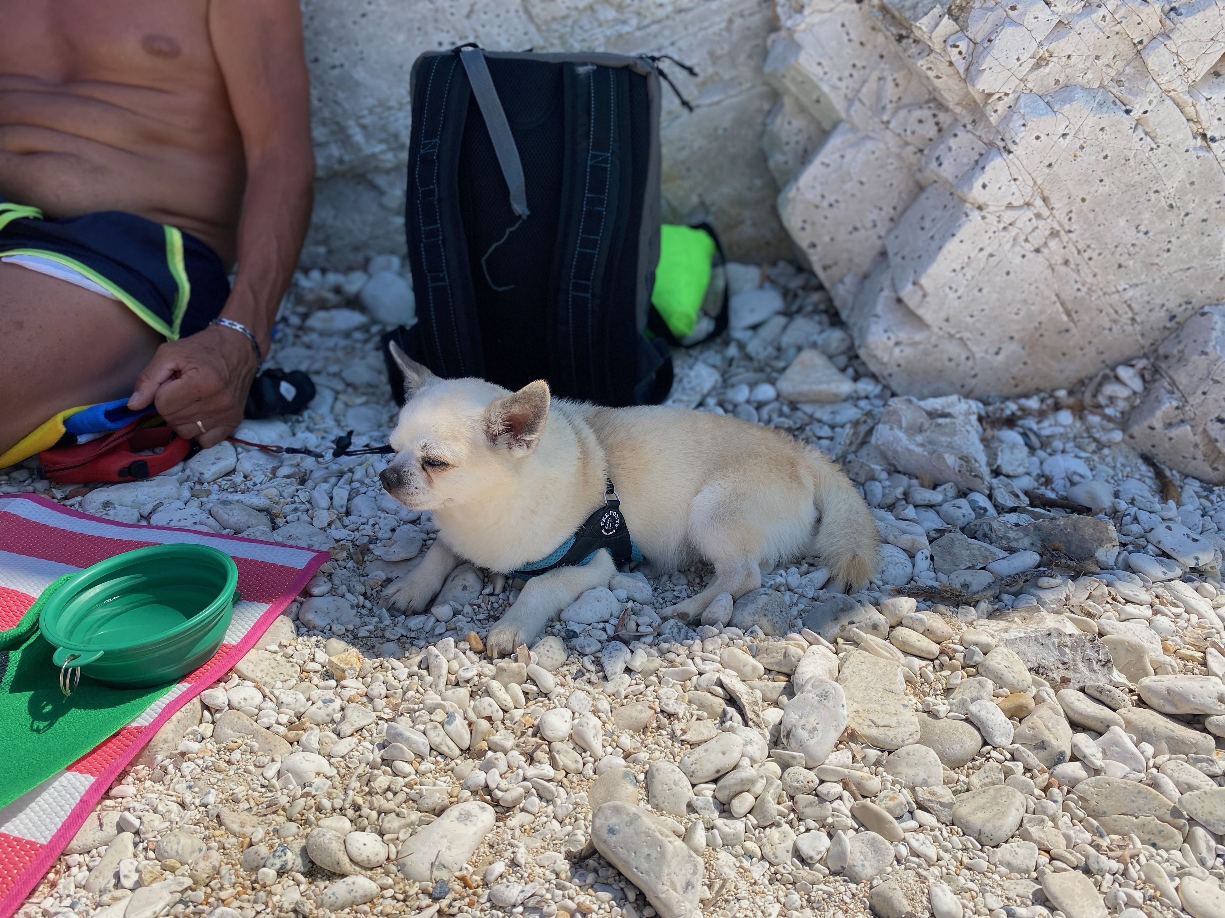 Kleiner Chihuahua liegt entspannt im Schatten an einem steinigen Strand neben Reiseutensilien