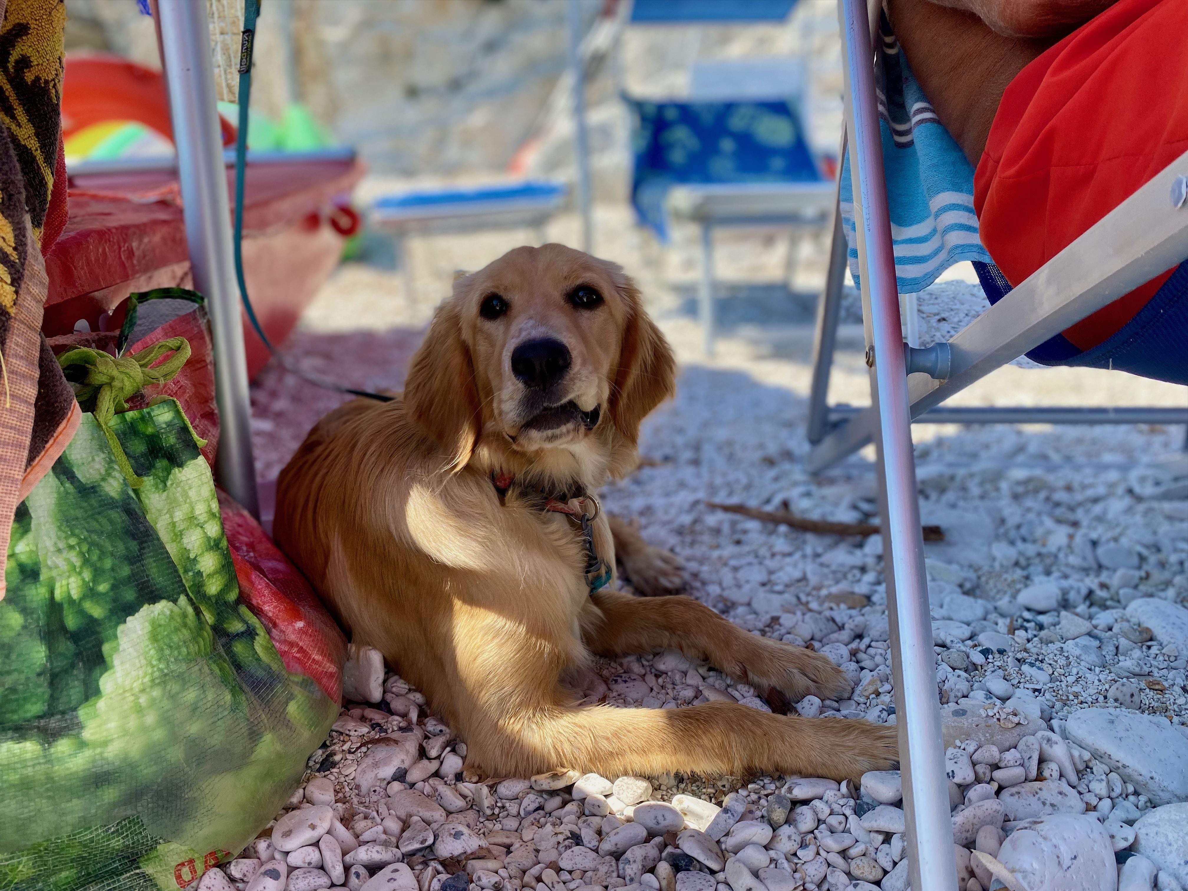 Gesunder Hund liegt am Kiesstrand in Italien und chillt