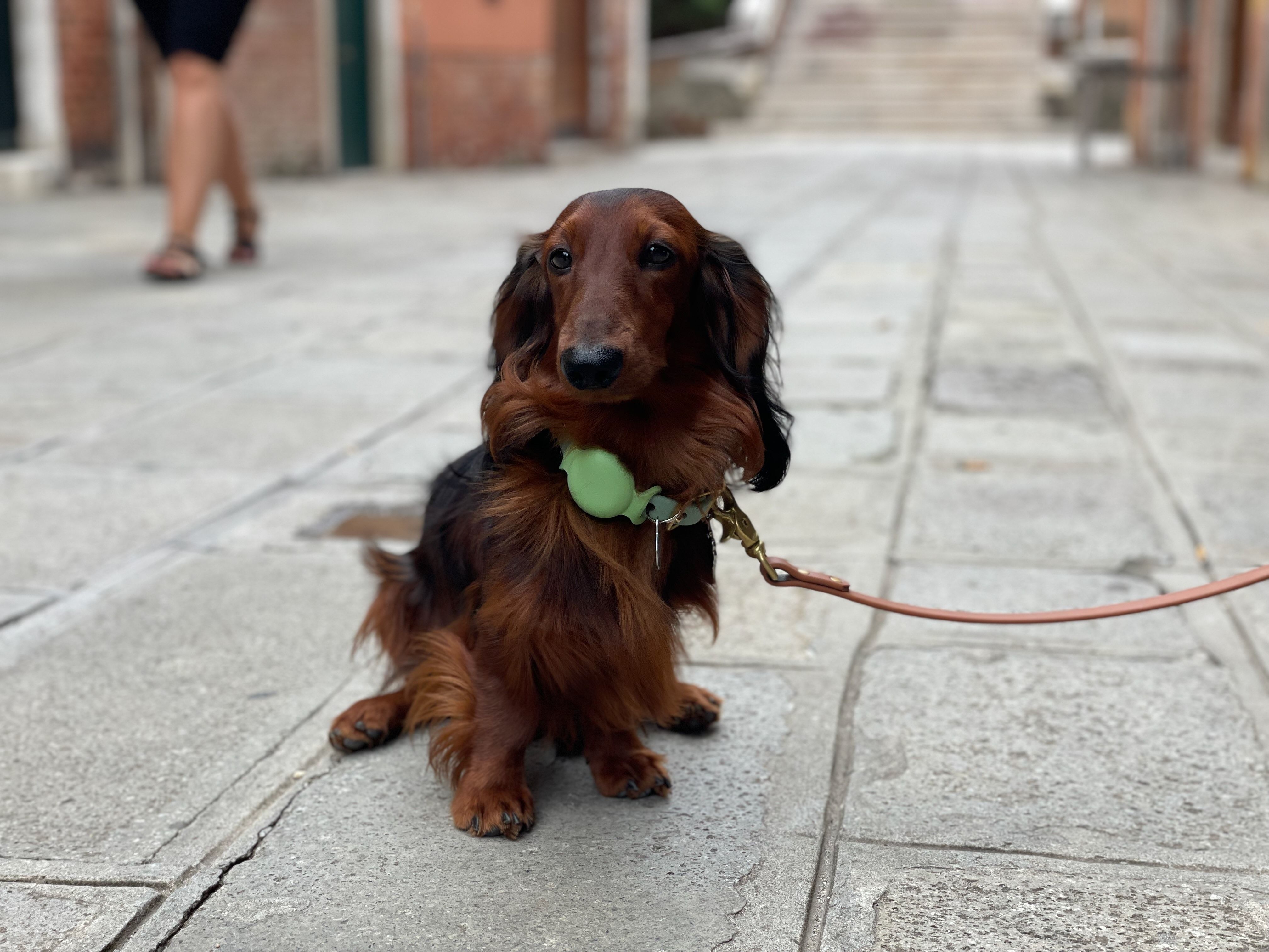 Kleiner Hund sitzt im Urlaub an der Leine - unterwegs auf Reisen