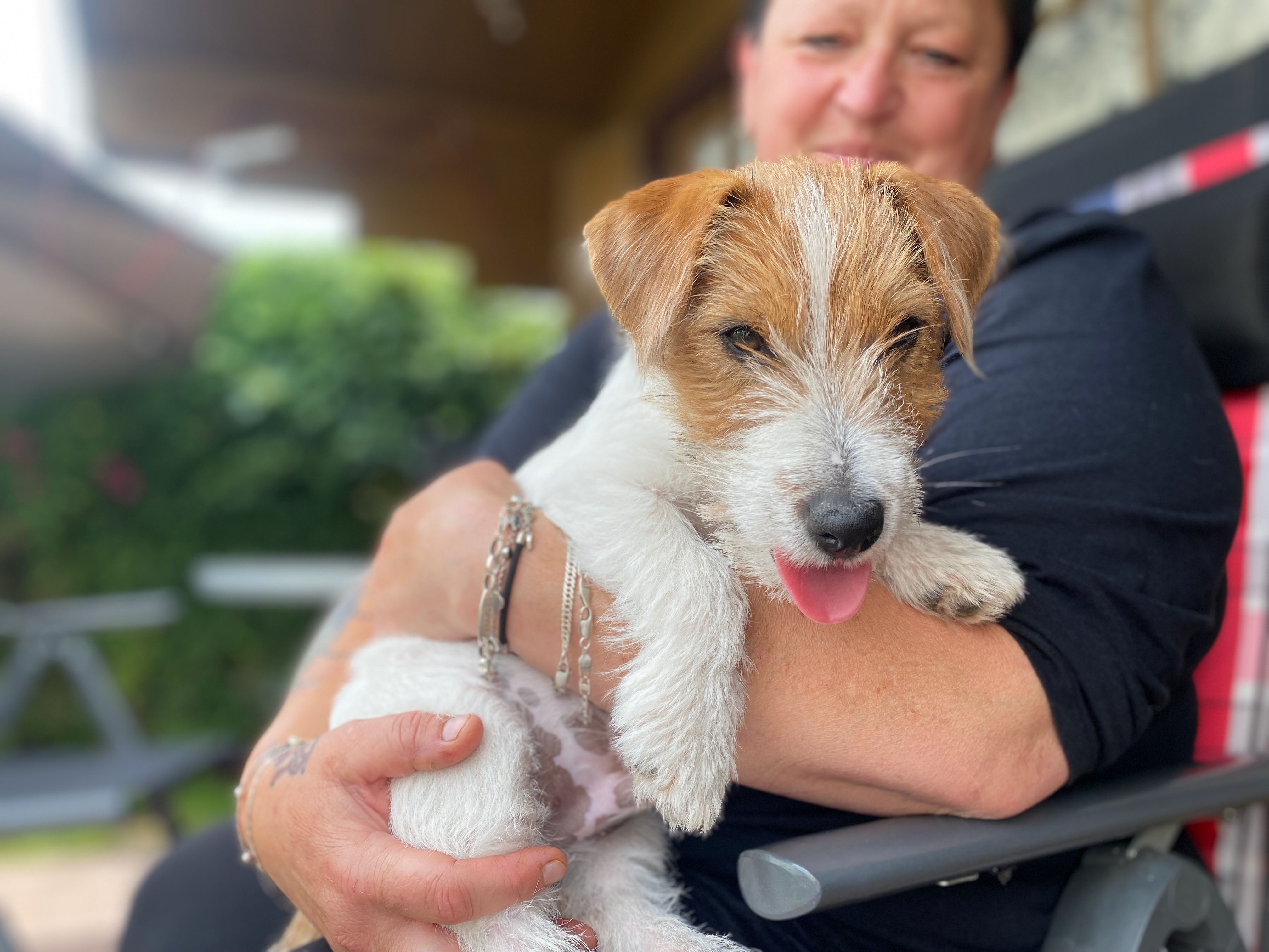 Kleiner braun-weißer Terrier wird im Arm gehalten und streckt die Zunge raus - süßes Hundefoto für ein Gewinnspiel