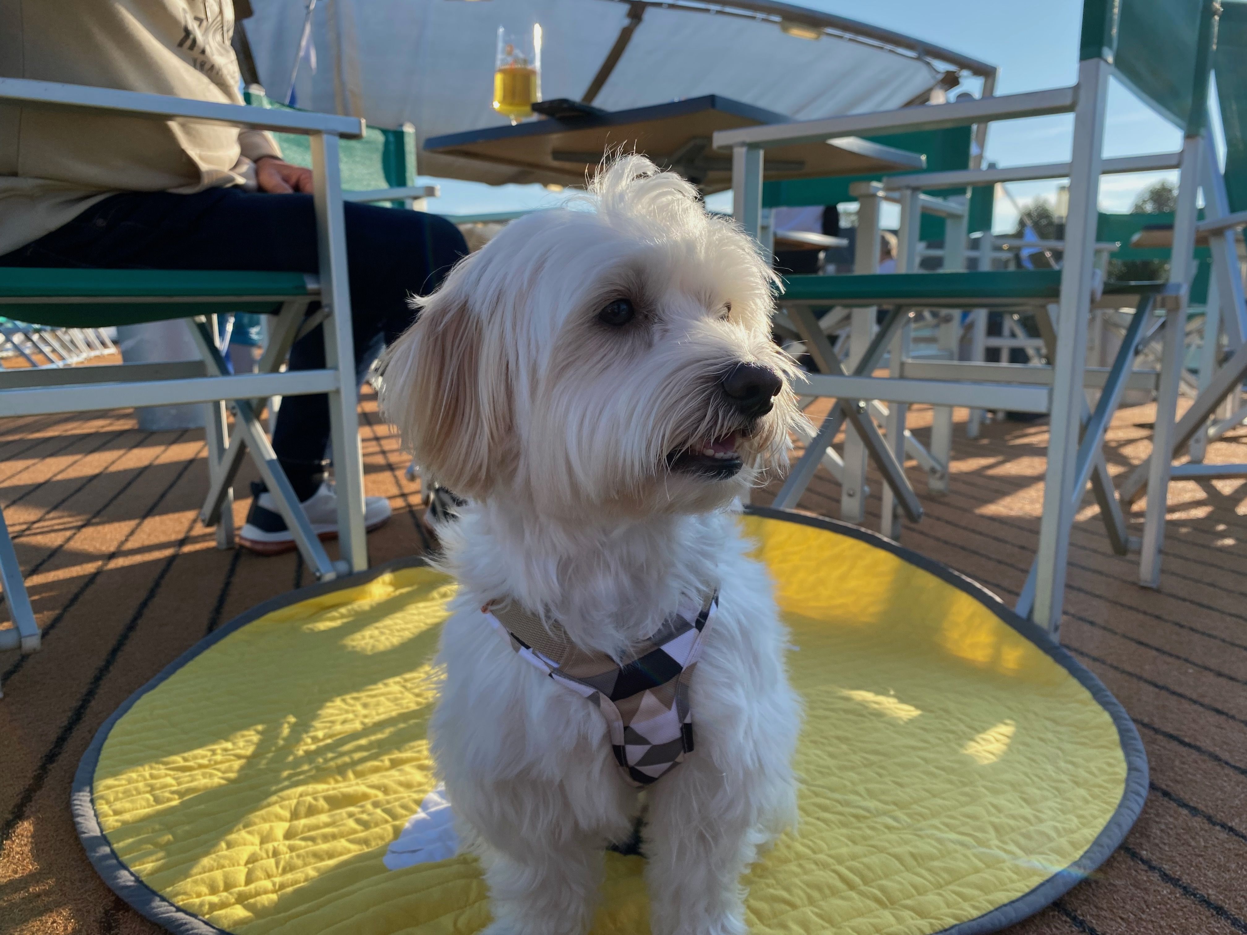 Kleiner weißer Hund auf dem Sonnendeck eines Flusskreuzfahrtschiffes - entspannte Flussreise mit Hund