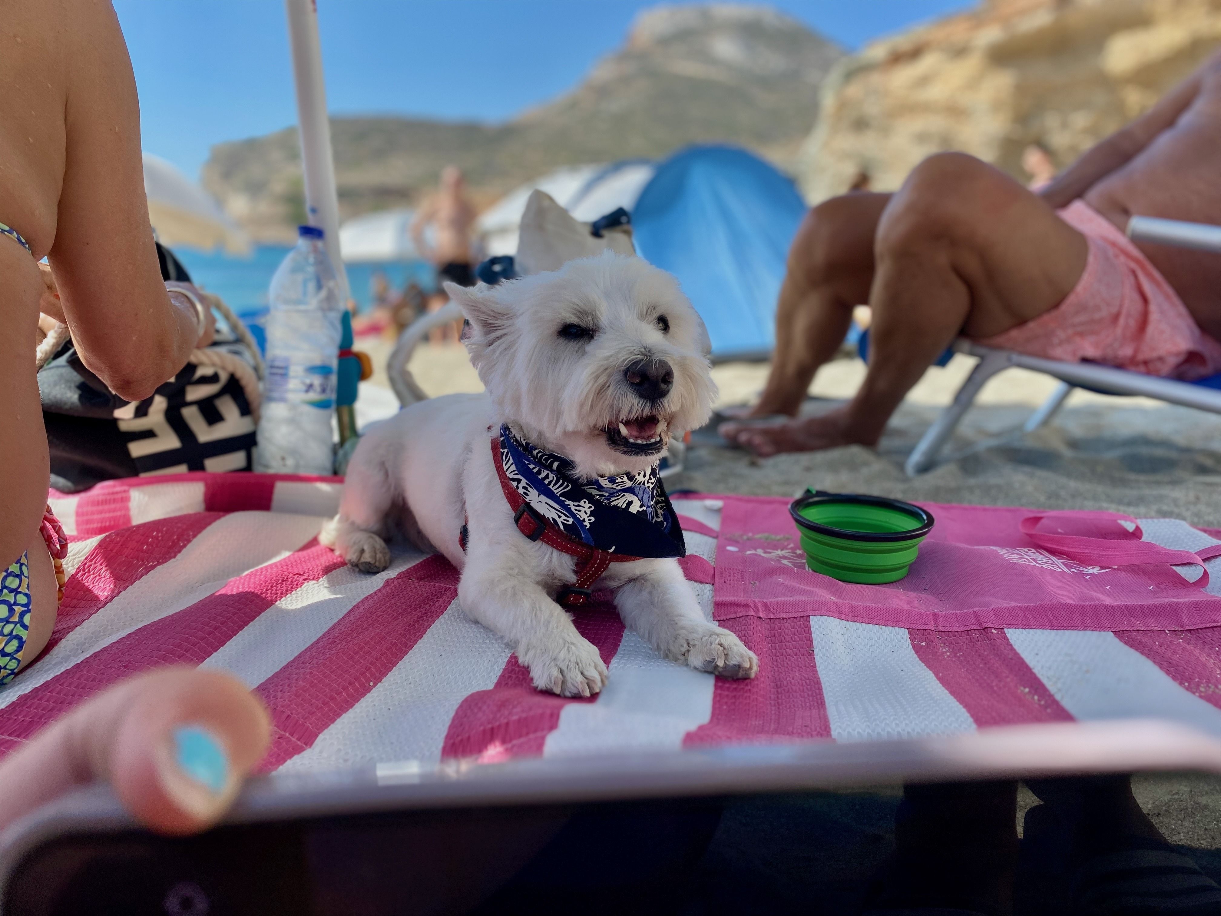 Kleiner Hund entspannt am Strand auf Decke mit Familie - Urlaub mit Hund am Meer