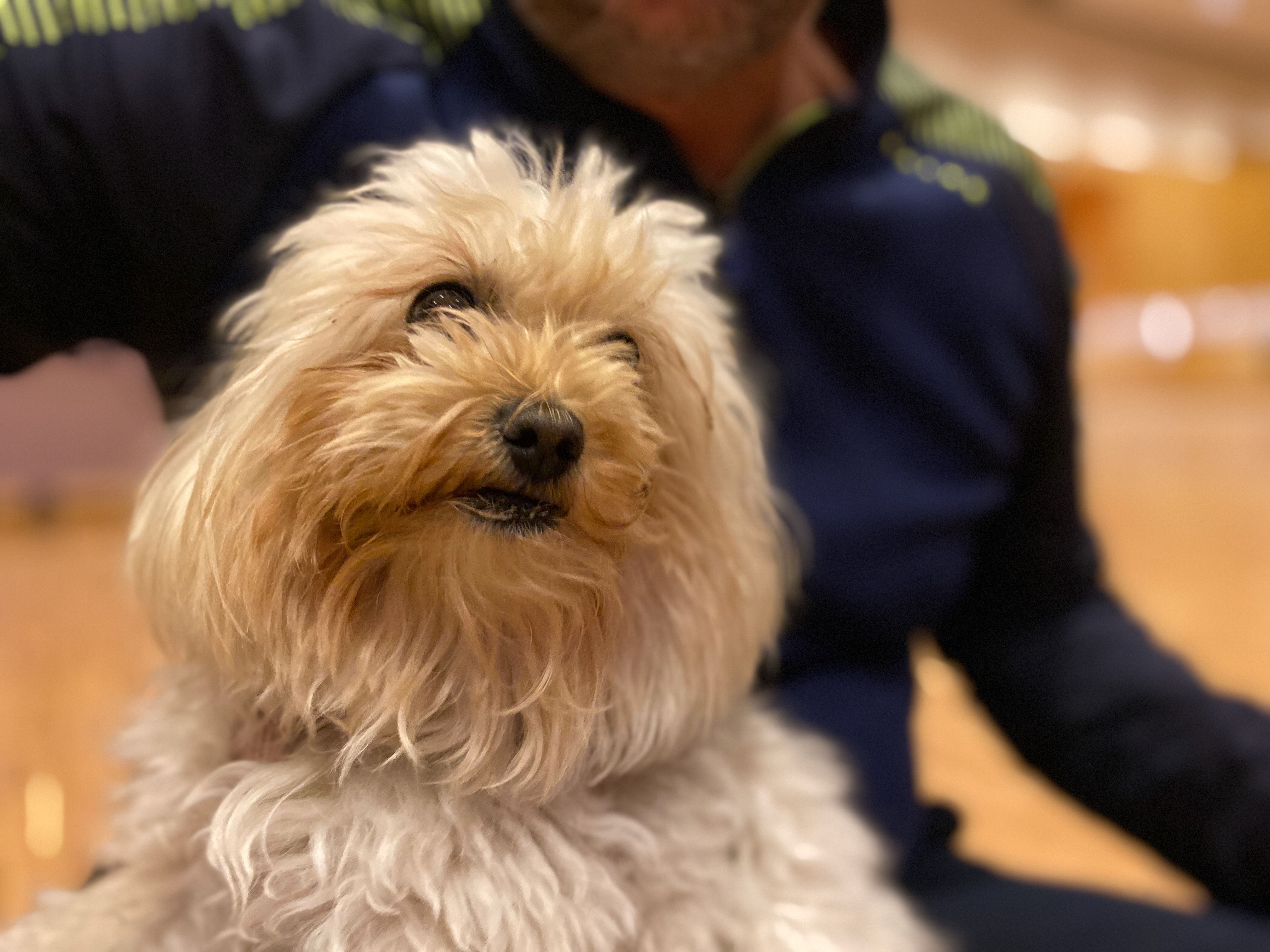 Kleiner Hund -  stressfreies Reisen mit Hund unterwegs