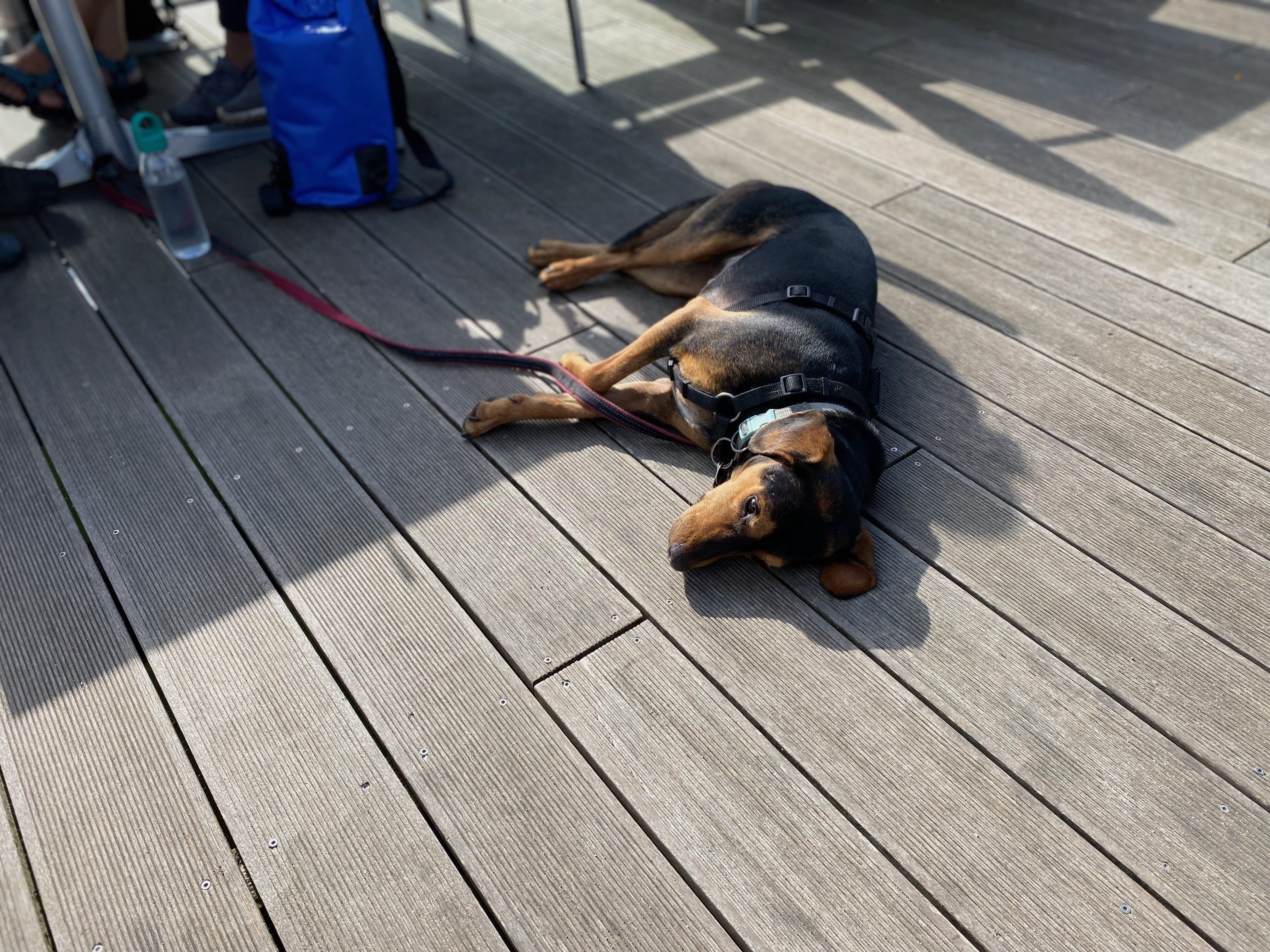 Hund liegt entspannt auf dem Deck eines Flussschiffes – entspannte Flusskreuzfahrt mit Hund