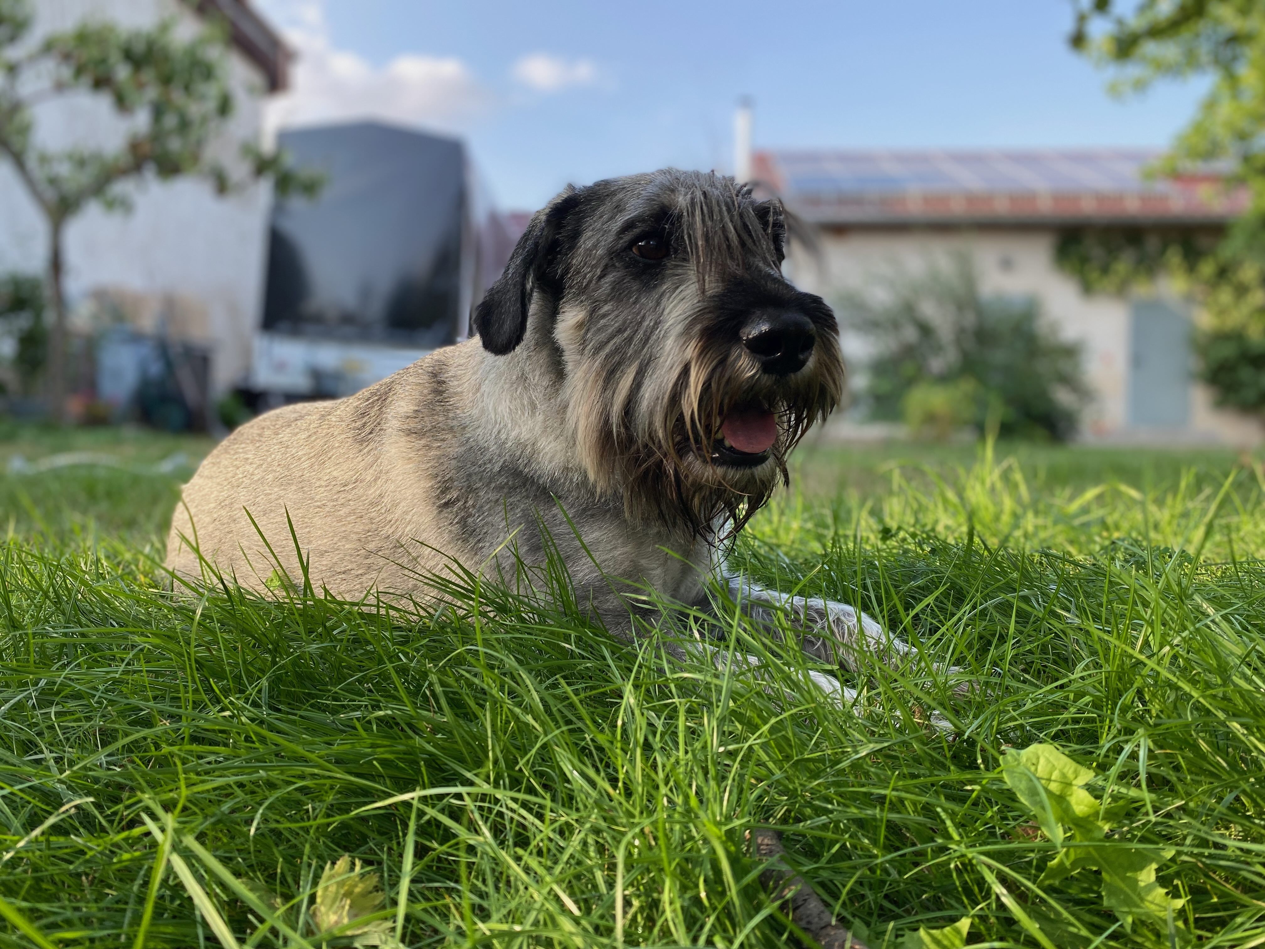 Hund liegt entspannt im Gras vor der Reise – ruhige Vorbereitung für Urlaub mit Hund