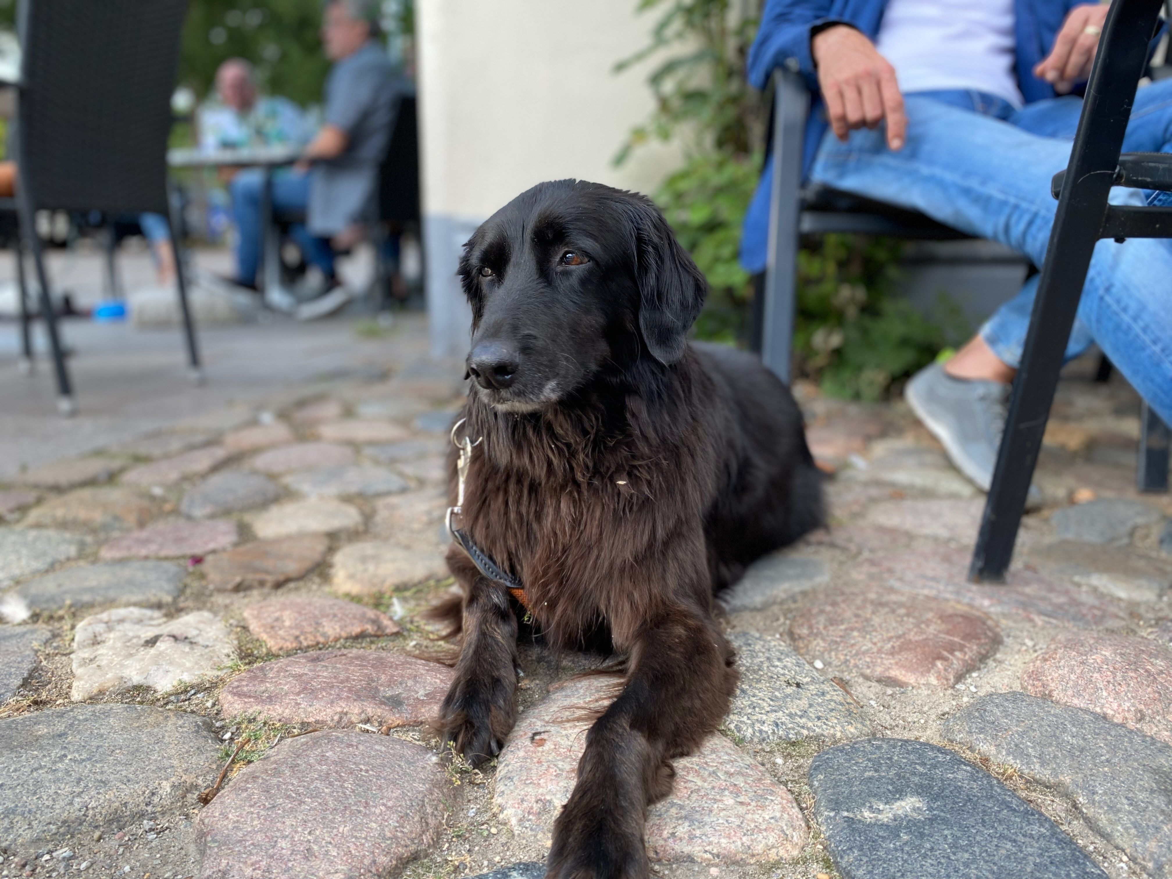 Hund liegt entspannt im Cafébereich neben Besitzer - unterwegs auf Reise mit Hund