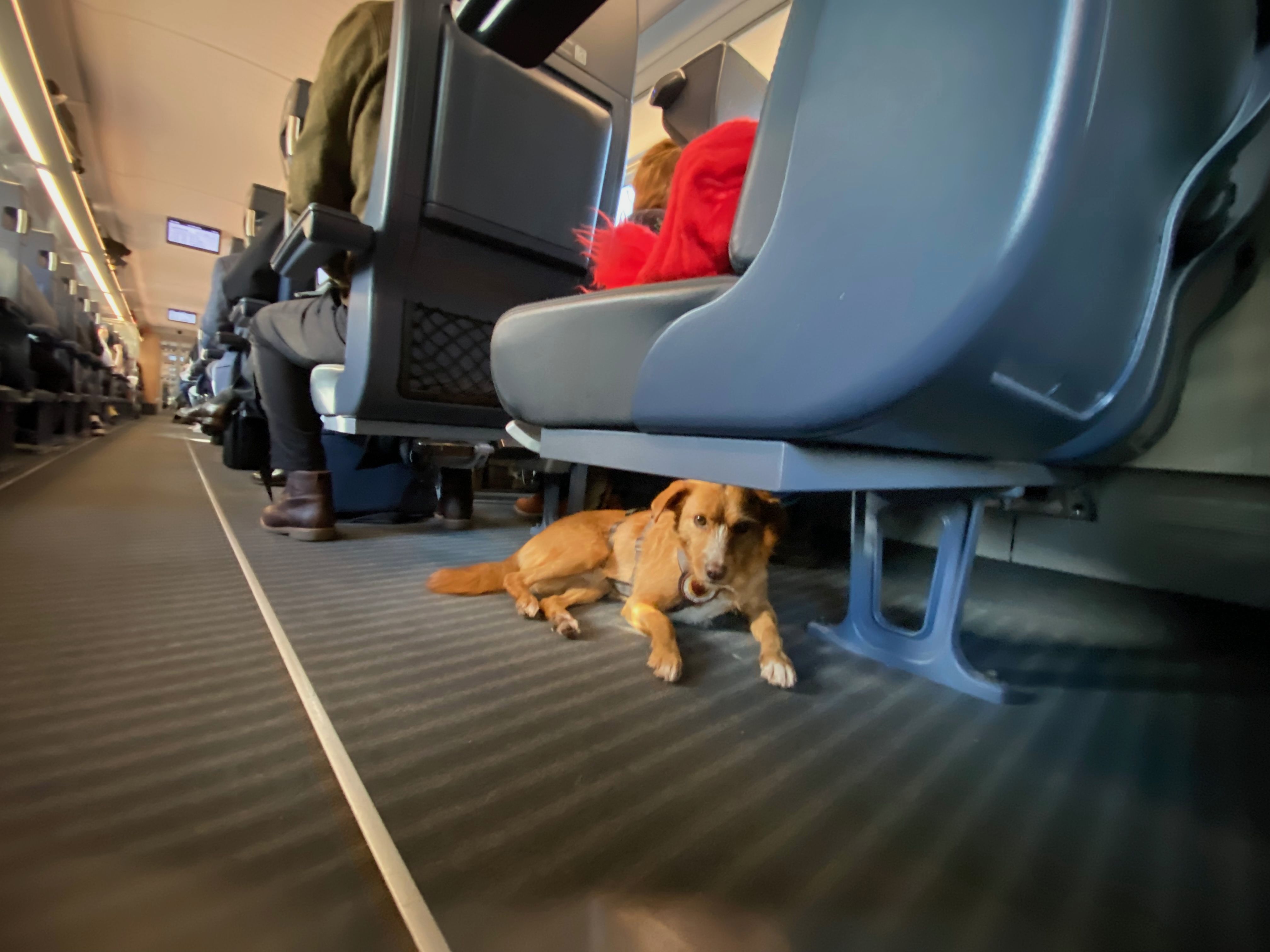 Hund liegt ruhig unter einem Sitz im Zug während einer Reise mit Hund