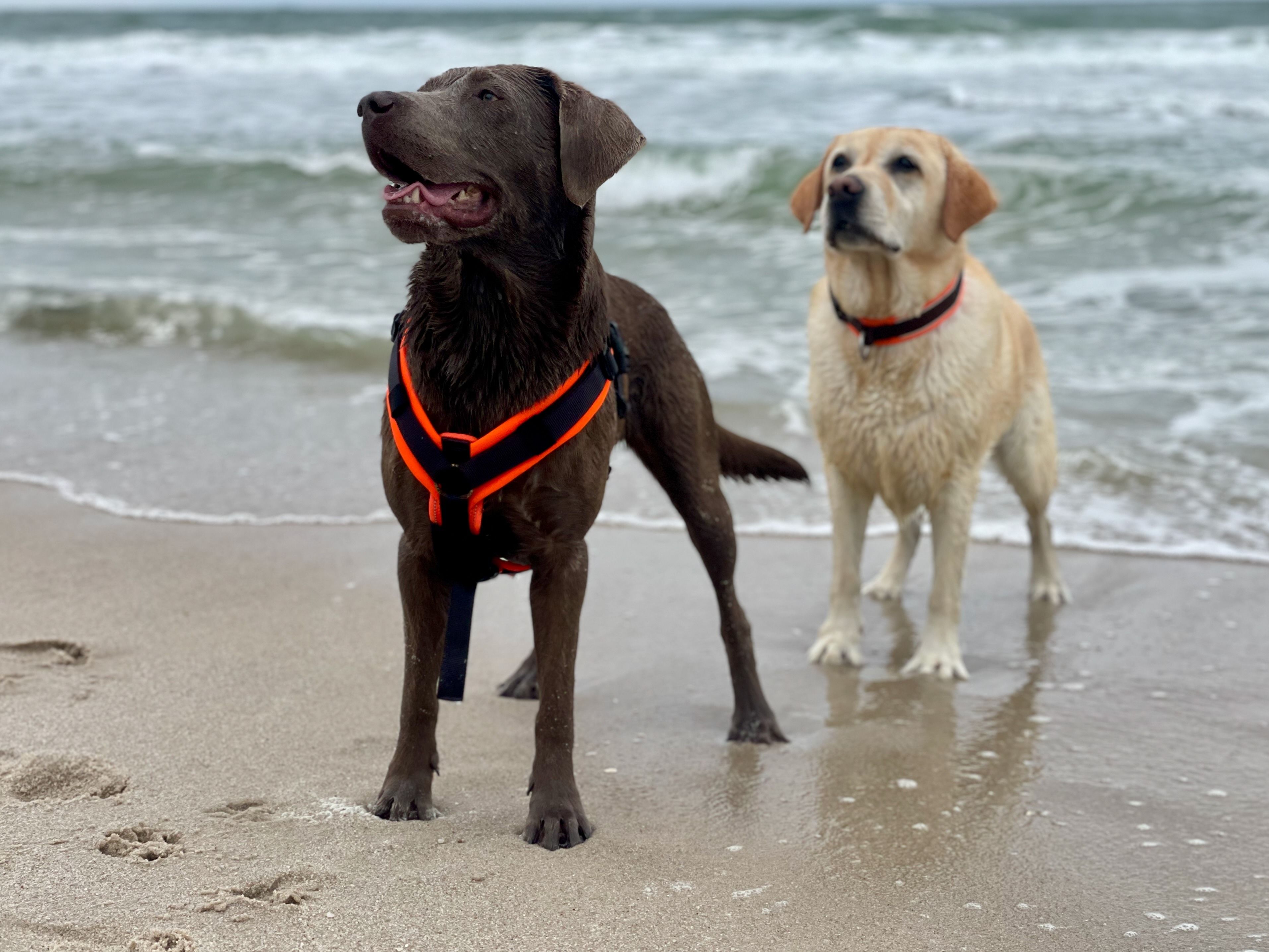 Frau mit Hund am Strand bei windigem Wetter - Vorbereitung auf Urlaub mit Hund und Kreuzfahrt