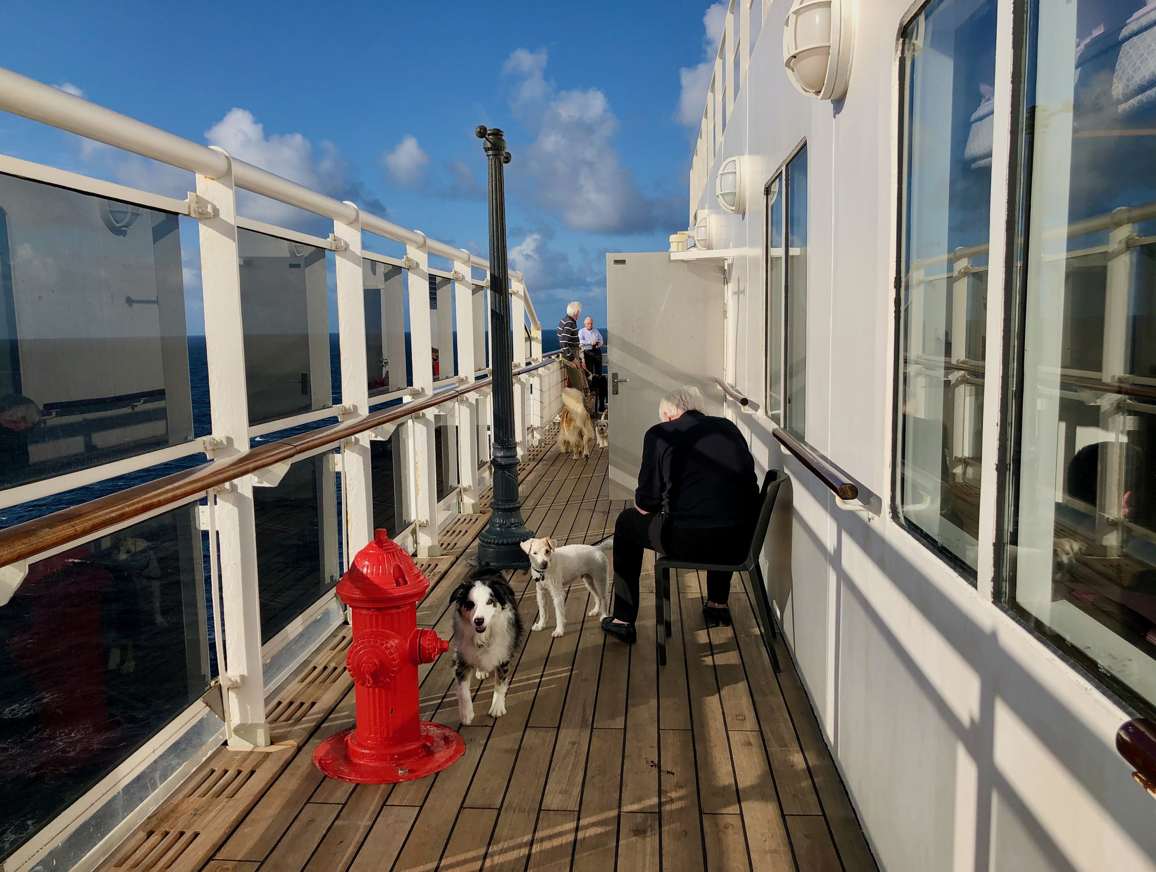 Mehrere Hunde auf dem Deck eines Kreuzfahrtschiffs bei einer Hochseekreise