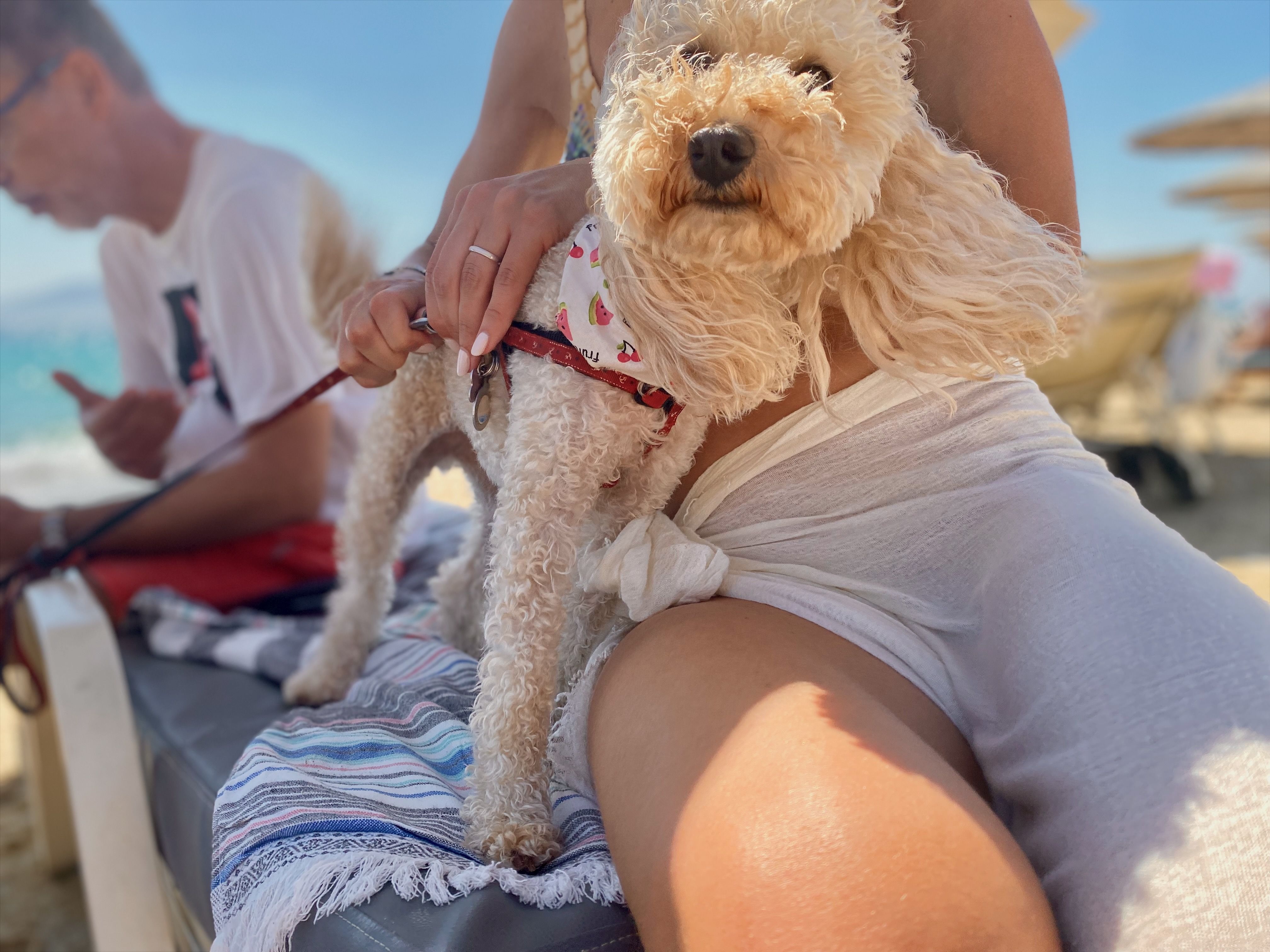 Glücklicher Hund auf reisen mit Hundekreuzfahrten lächelt in die Kamera