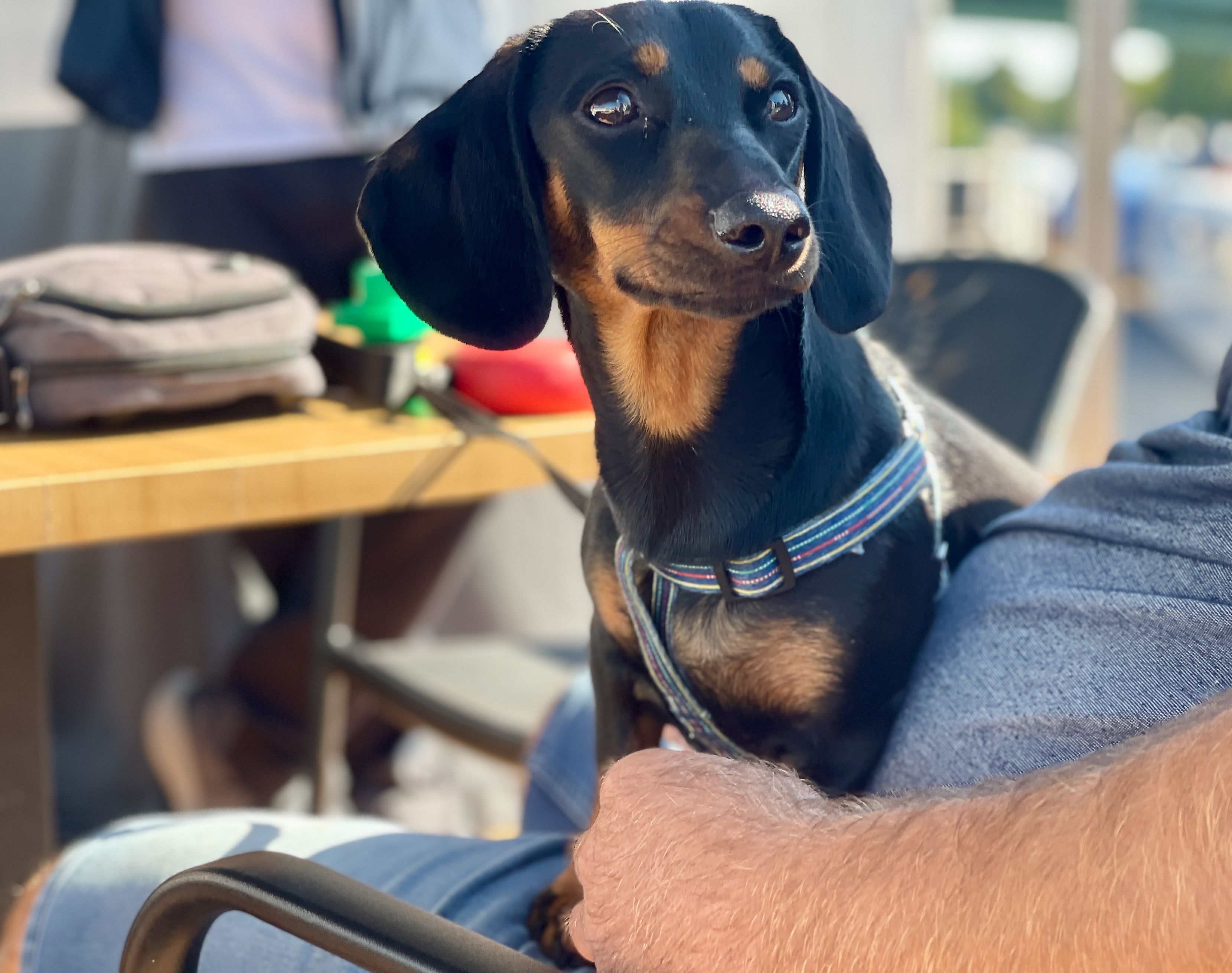 Kleiner Hund sitzt auf dem Arm seines Besitzers - gemeinsames Reisen mit Hund