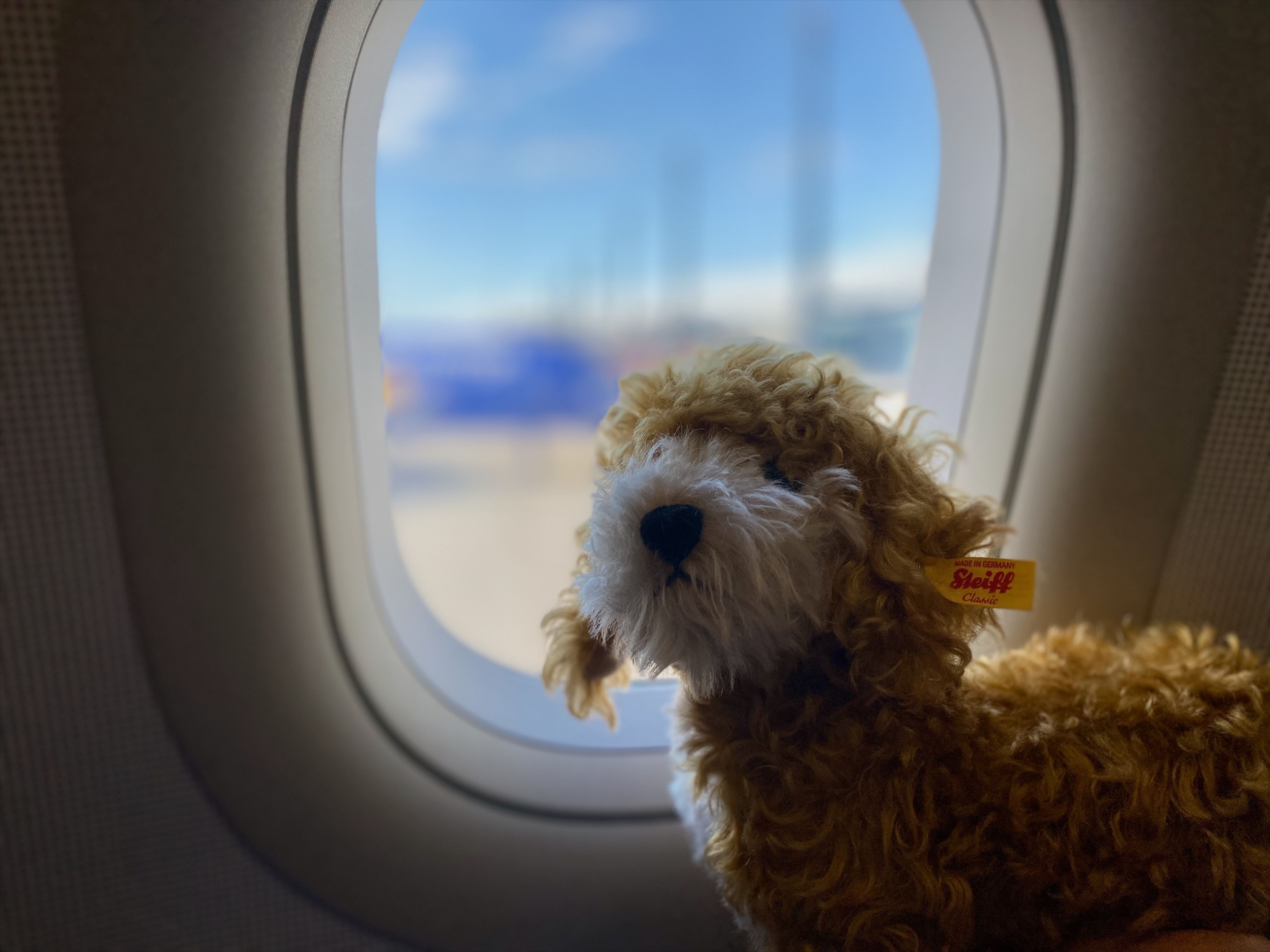 Plüschtier Hund sitzt am Fenster in einem Flugzeug und symbolisiert Reisen mit Hund im Flugzeug