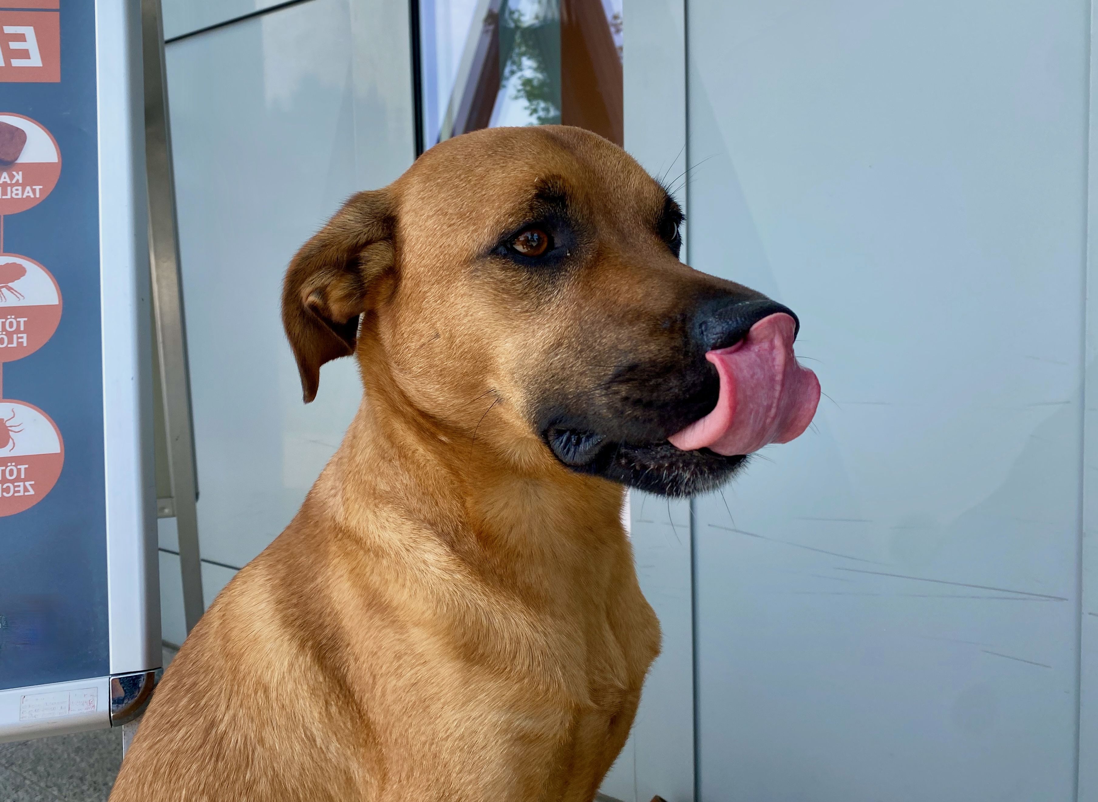 Nahaufnahme eines Hundes mit herausgestreckter Zunge – unterwegs auf einer Reise mit Hund