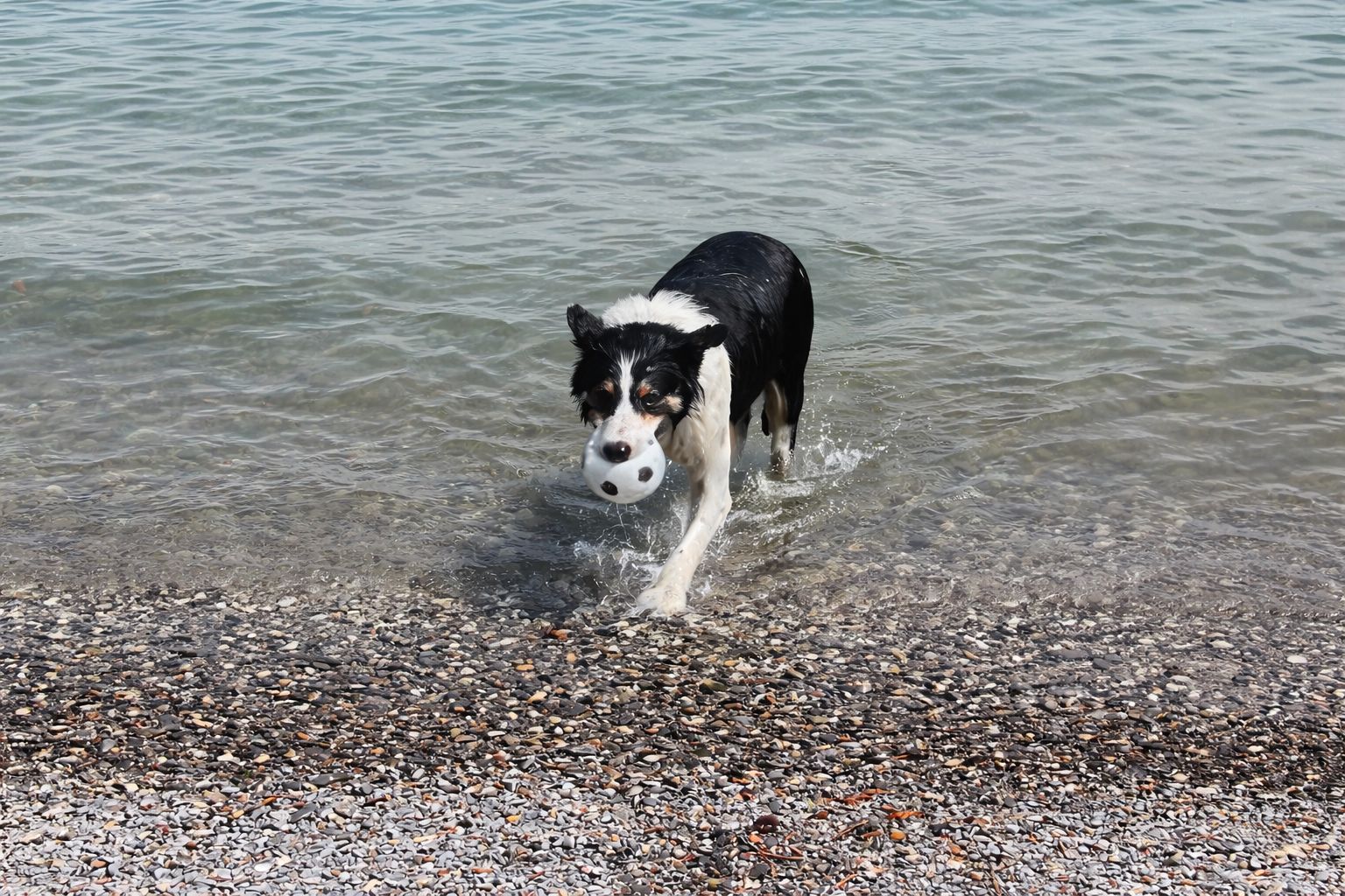 Hund läuft aus dem Wasser und spielt mit einem Ball während eines Urlaubs mit Hund