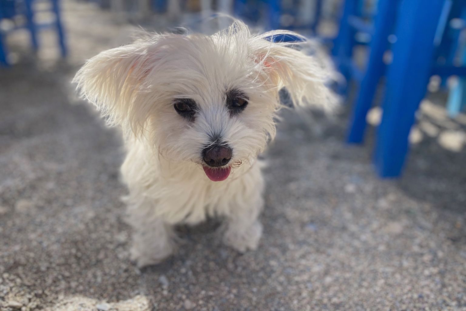 Kleiner weißer Hund schaut nah in die Kamera während eines Urlaubs mit Hund