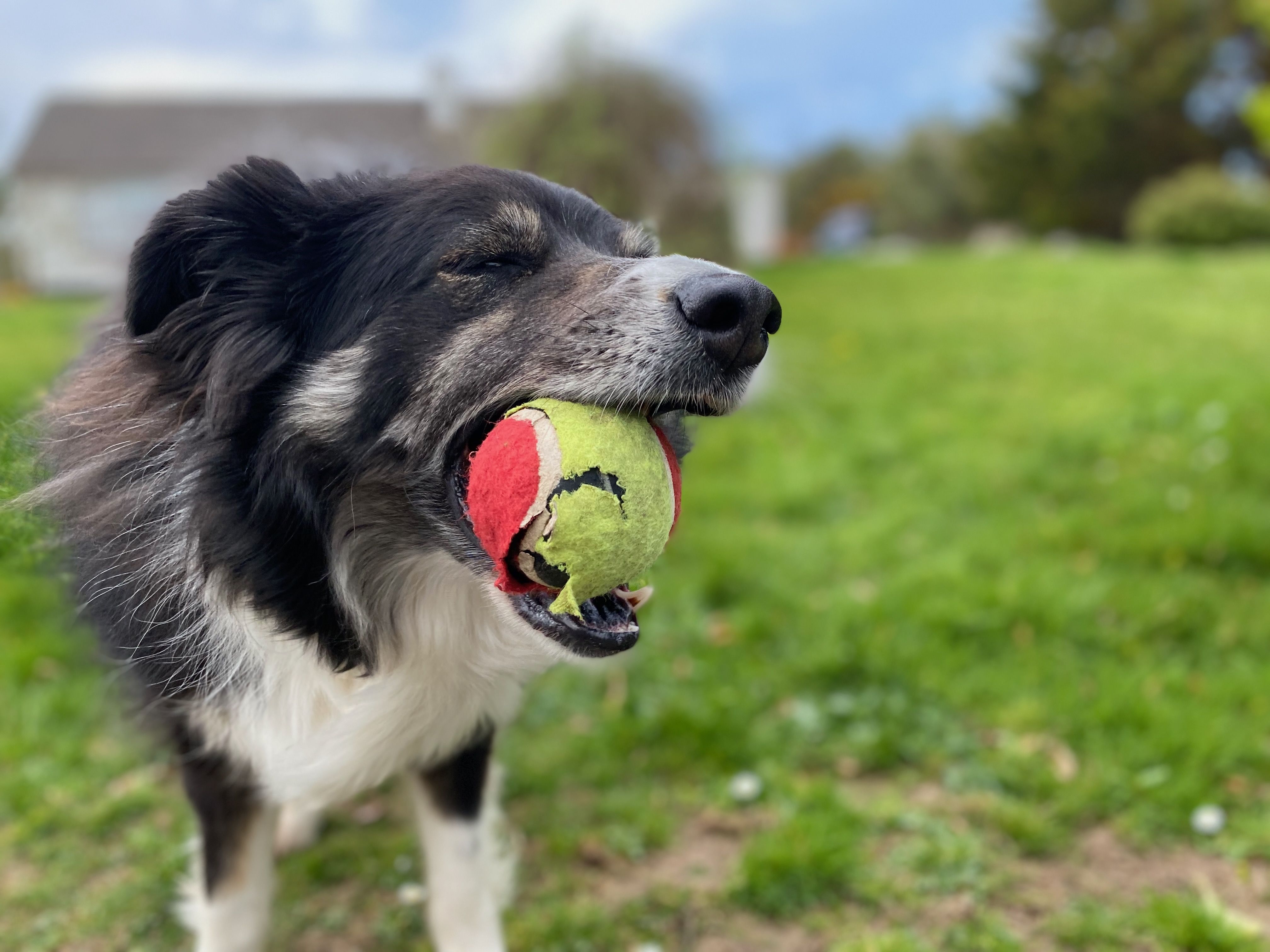 Hund spielt mit Ball auf Wiese - aktive Beschäftigung unterwegs auf Reisen mit Hund
