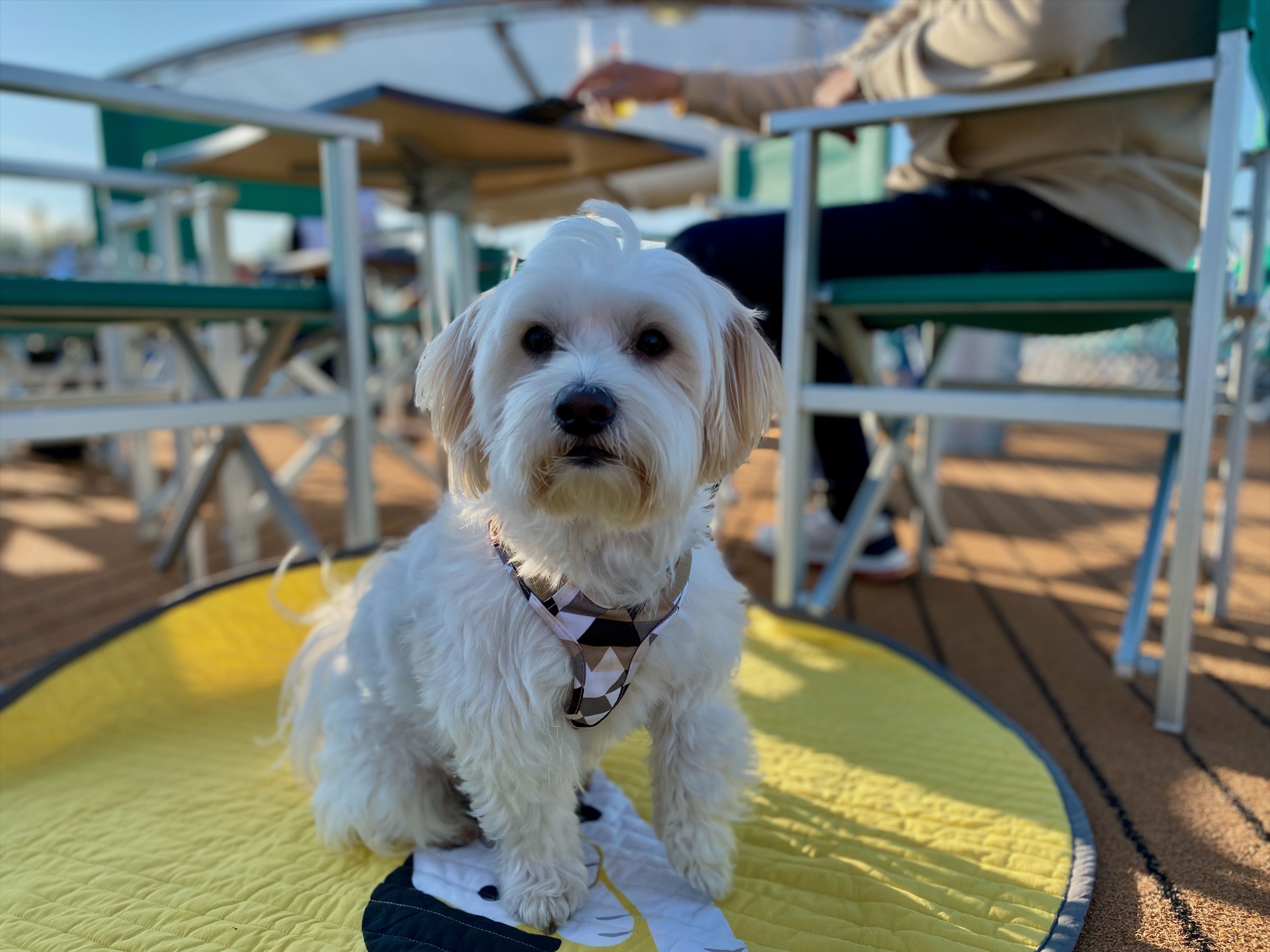 Kleiner Hund entspannt auf Deck eines Kreuzfahrtschiffs – hundefreundliche Kreuzfahrt mit Hund an Bord