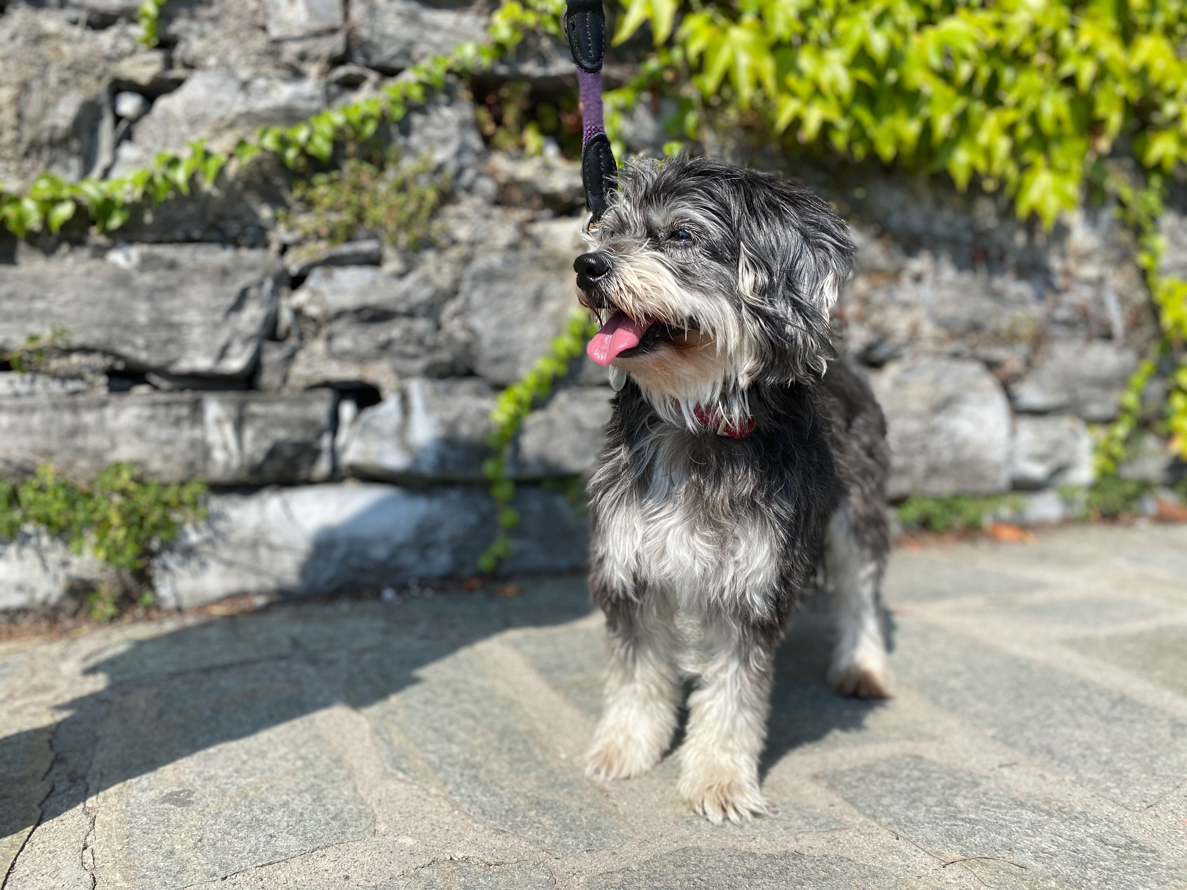 Kleiner Hund läuft an der Leine bei einem Spaziergang während eines Urlaubs mit Hund