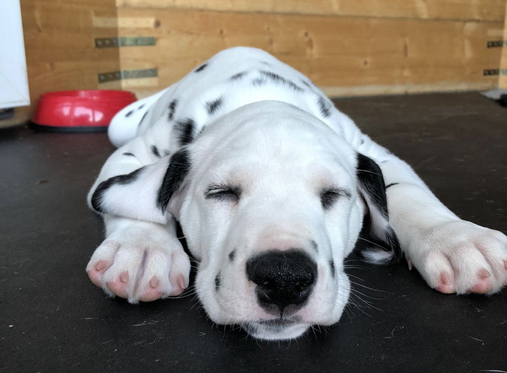 Dalmatiner Welpe schläft entspannt - ruhiges Ankommen auf Reisen mit Hund