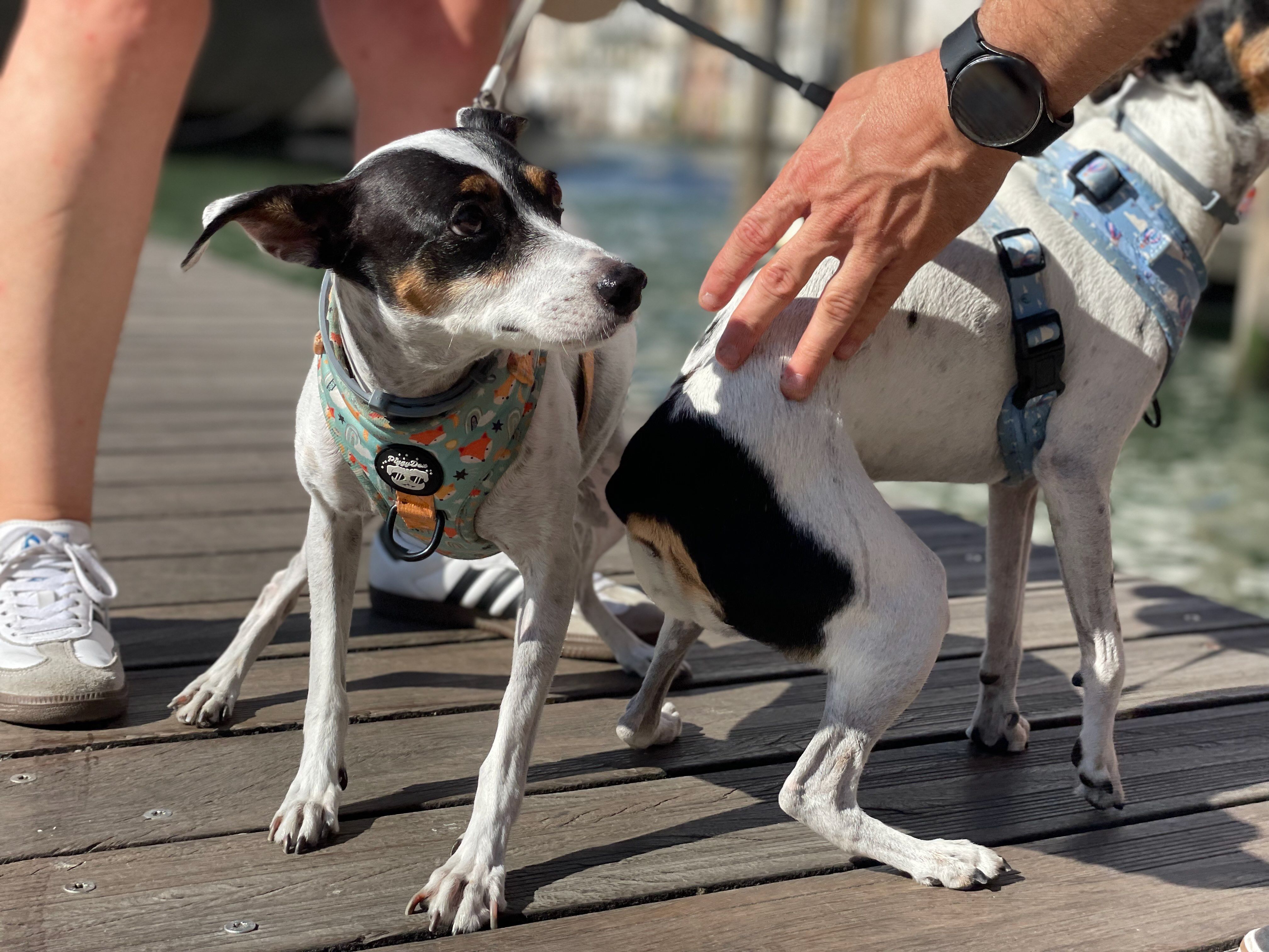 Zwei Hunde an der Leine im Hafen von Venedig vor einer Kreuzfahrt