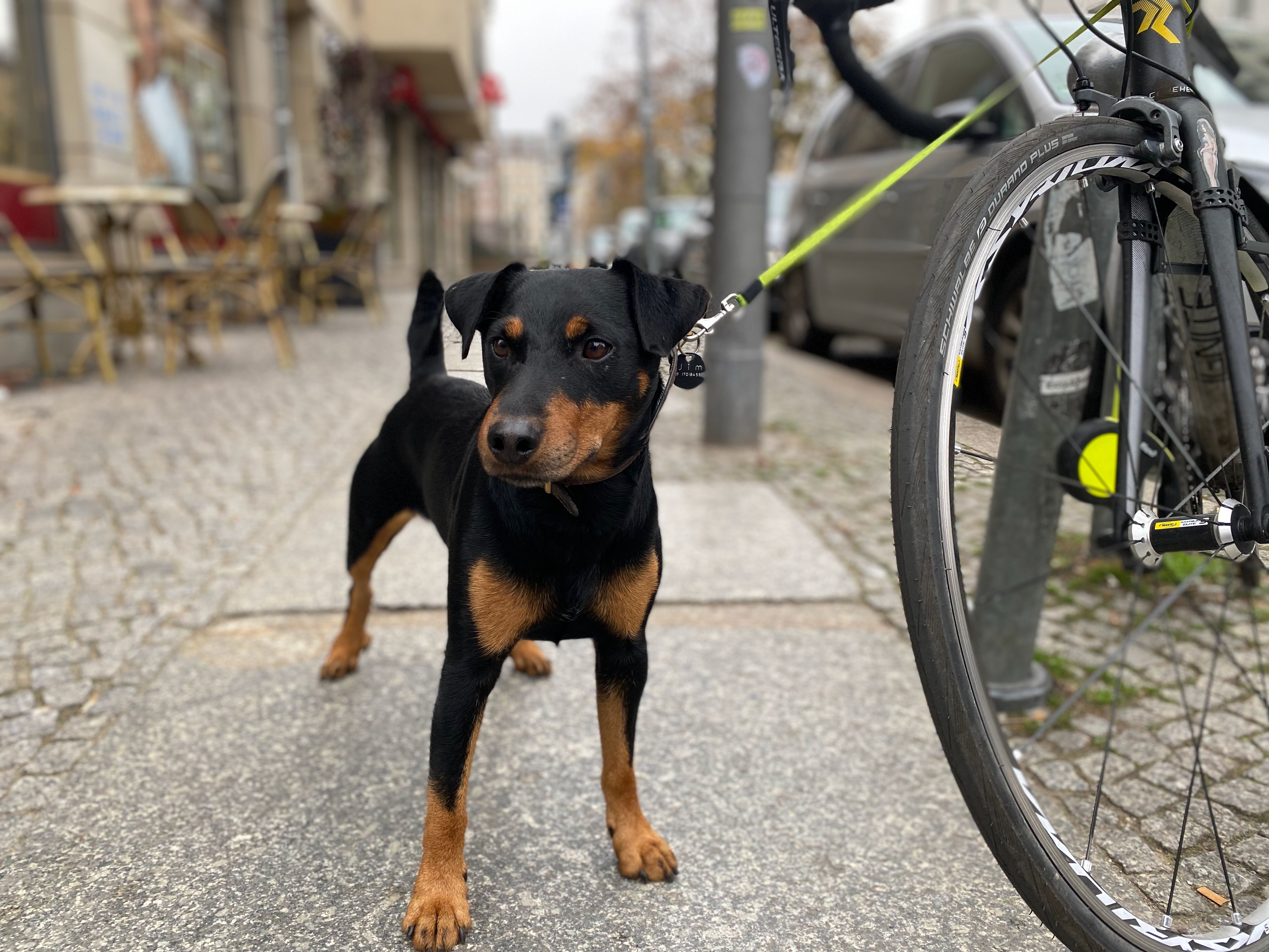 Hund bei einem Ausflug in der Stadt - unterwegs während einer Flussreise mit Hund
