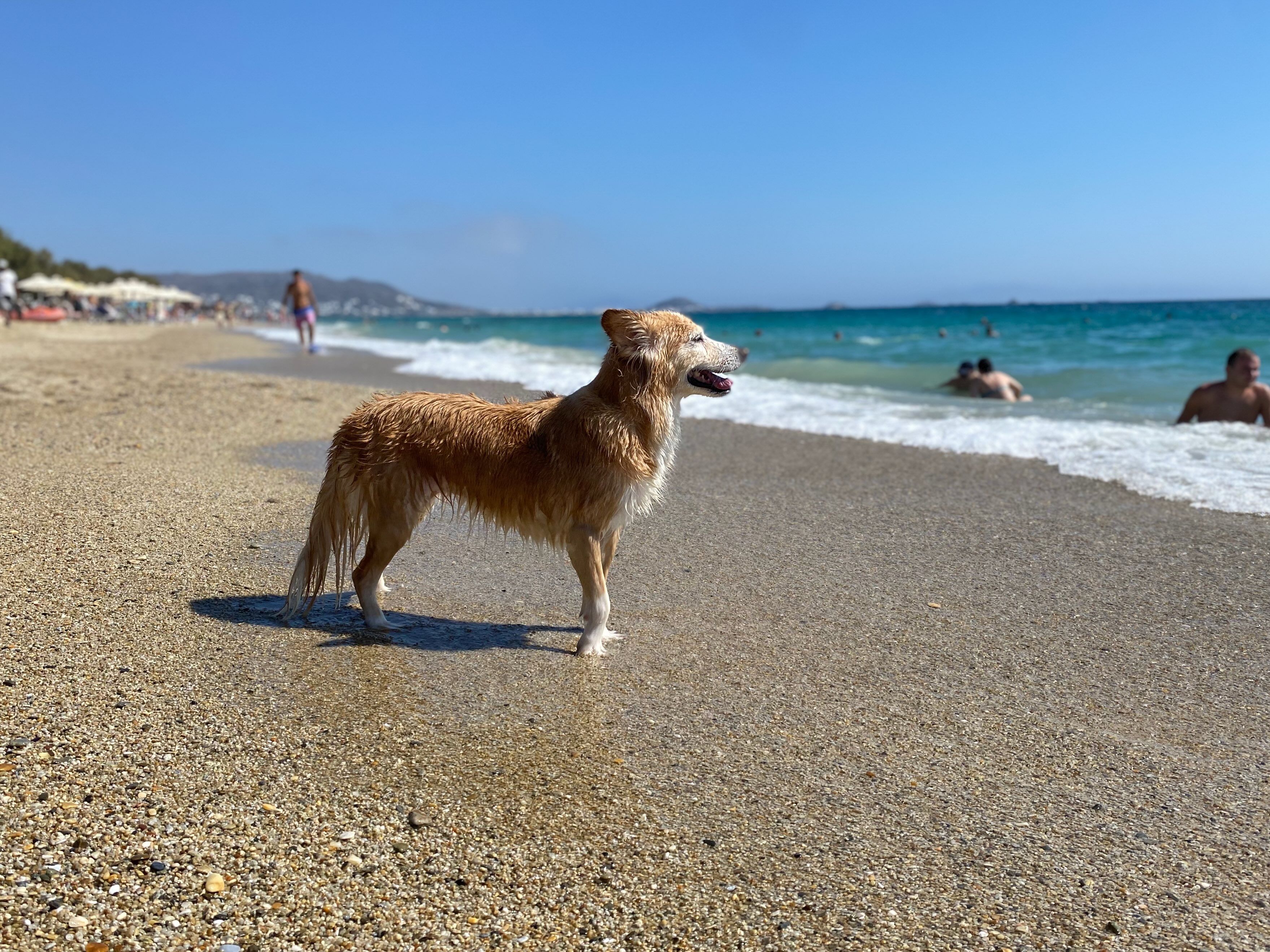 Hund steht am Strand am Meer und die Fellnase schaut auf die Wellen während eines Urlaubs mit Hund
