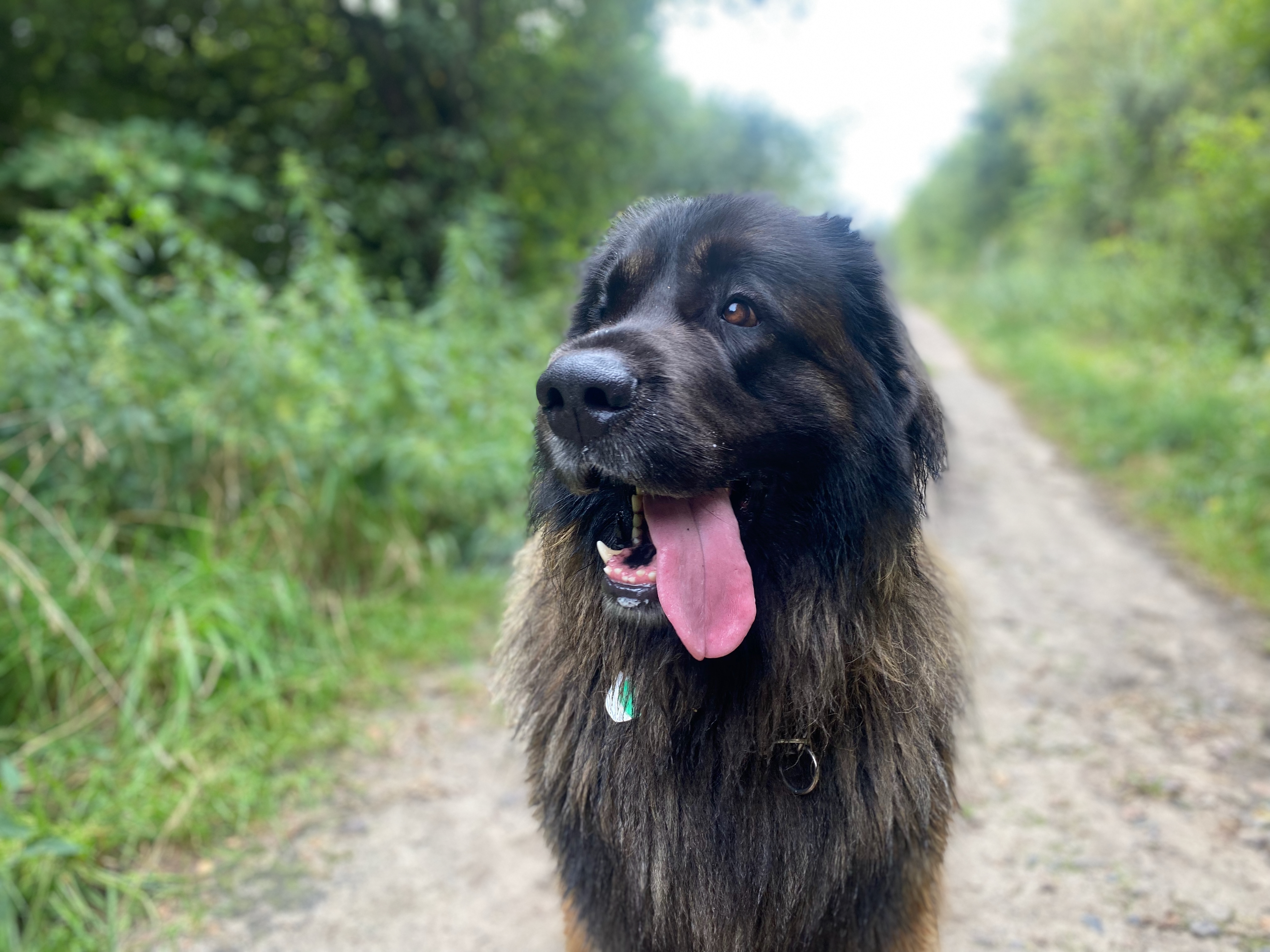 Großer langhaariger Hund steht auf einem Waldweg und hat die Zunge herausgestreckt