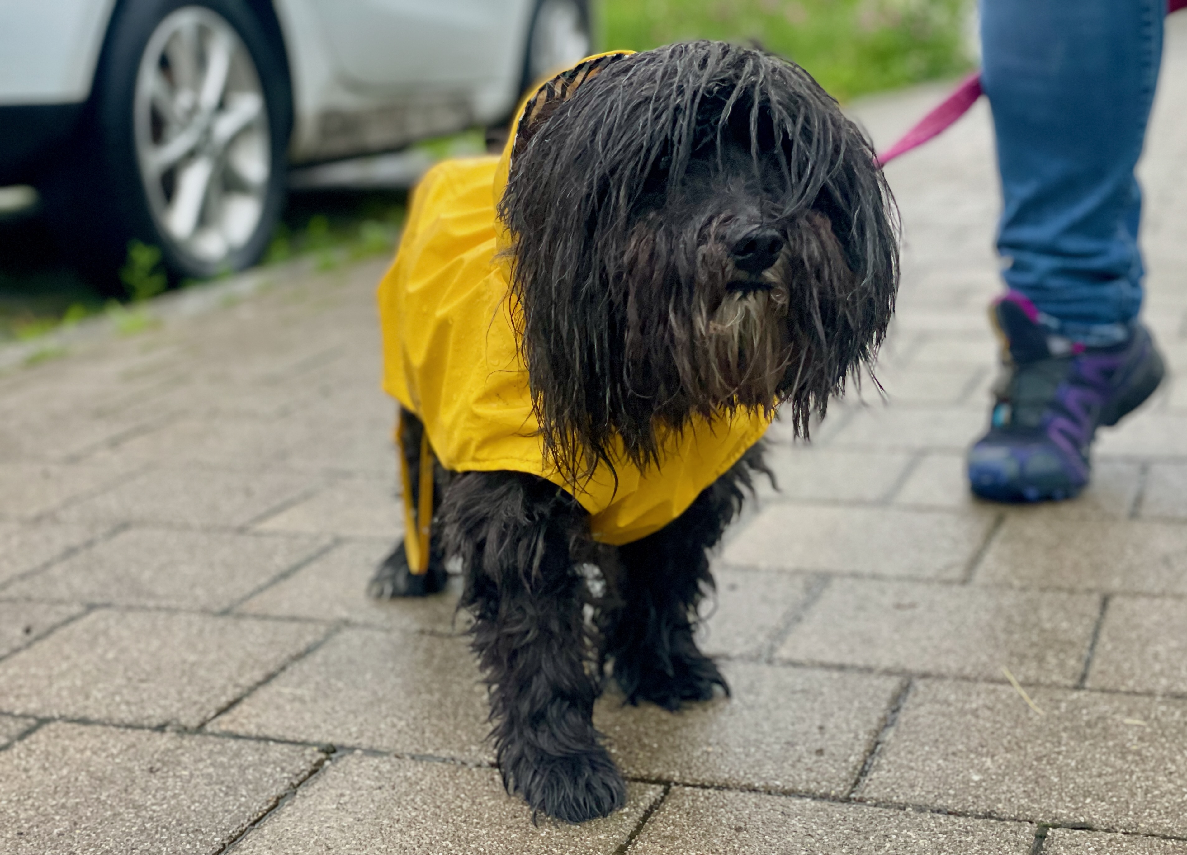 Hund trägt eine gelbe Regenjacke und läuft angeleint auf einem nassen Gehweg