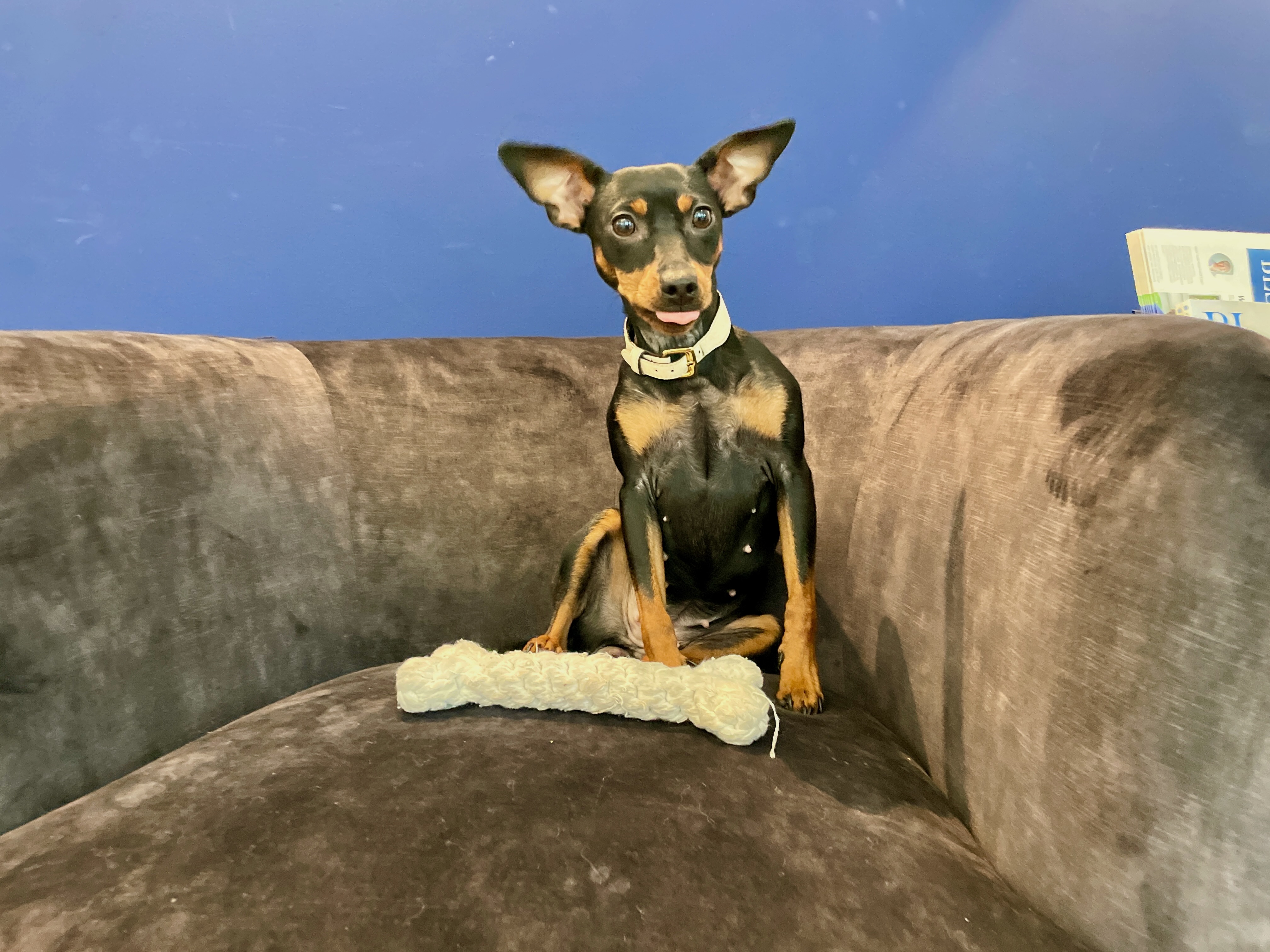 Schwarzer Hund sitzt auf einem Sofa mit einem Knochen-Spielzeug vor sich