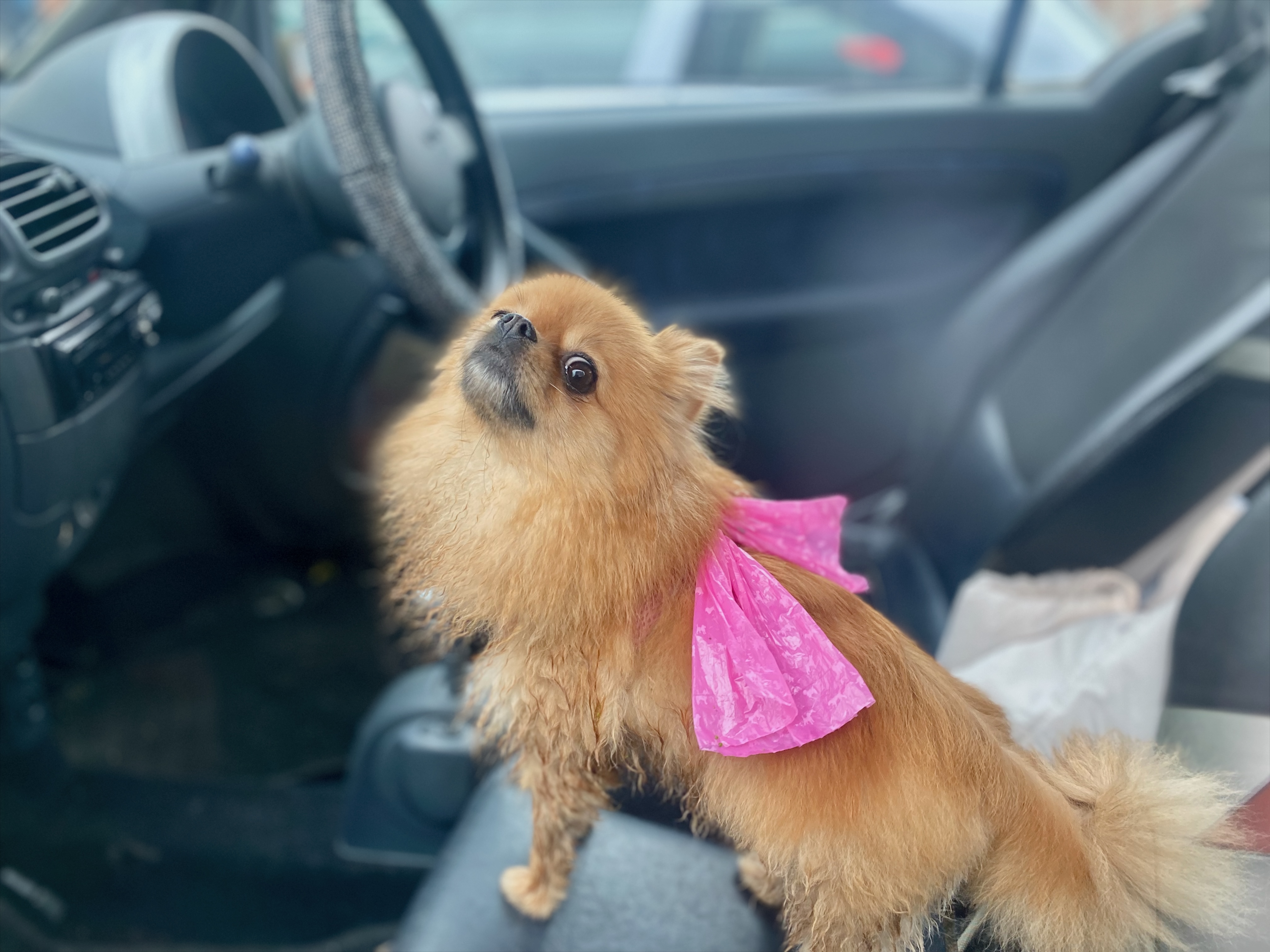 Kleiner brauner Hund sitzt auf einem Autositz und trägt eine rosa Schleife