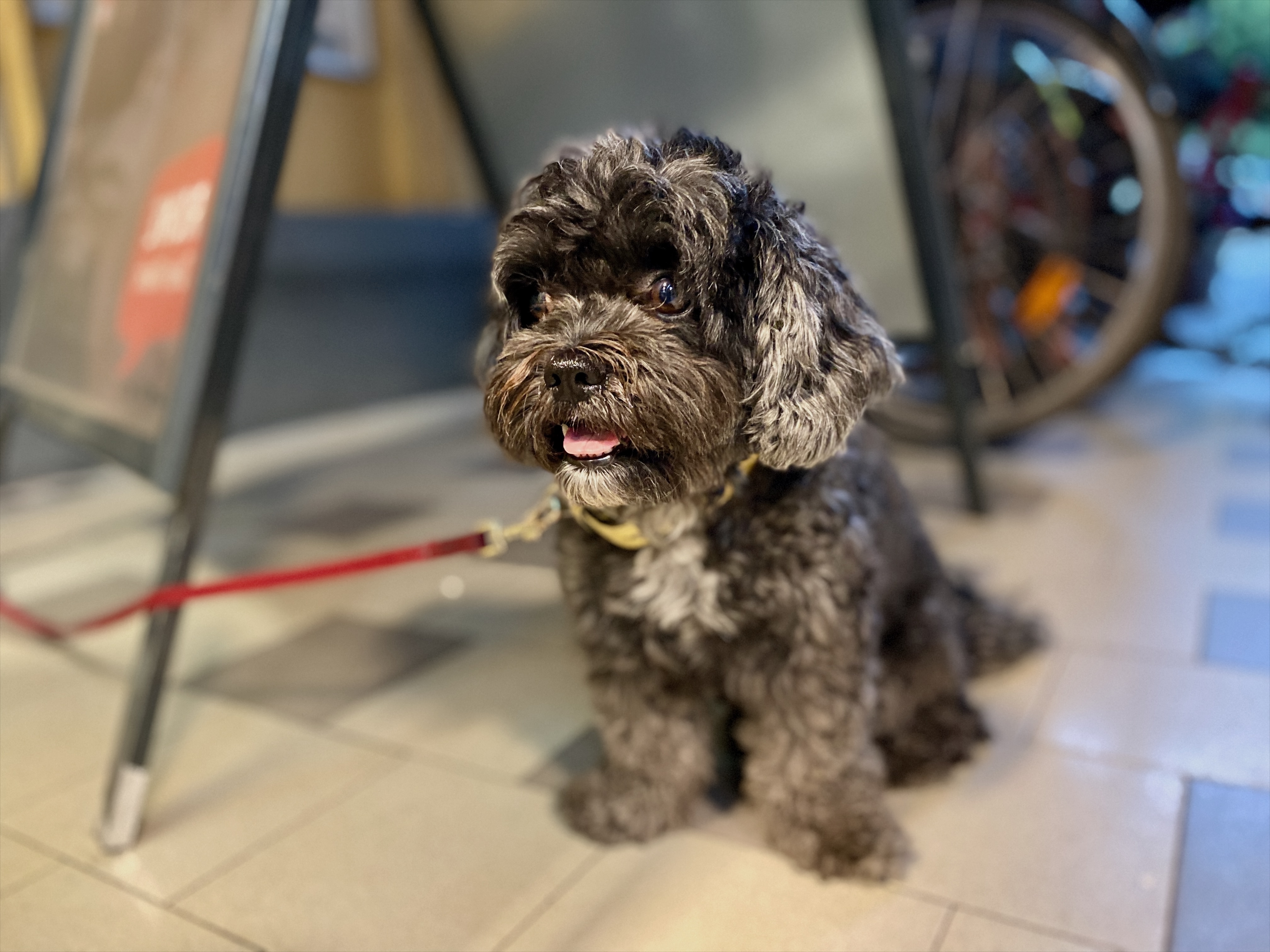 Kleiner lockiger Hund sitzt angeleint neben einem Tisch in einem Café