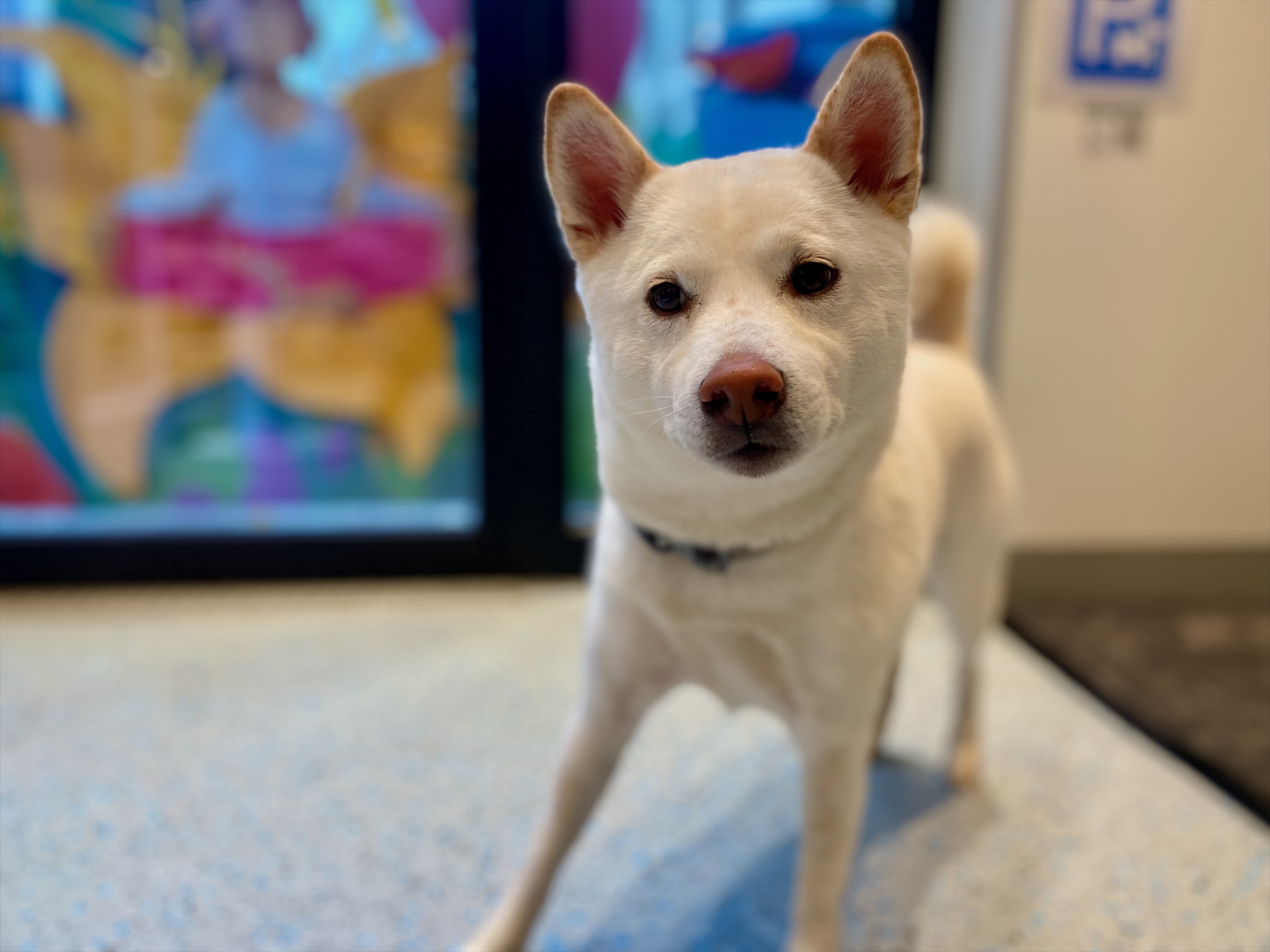 Weißer Hund steht auf einem Boden im Innenraum und schaut direkt in die Kamera