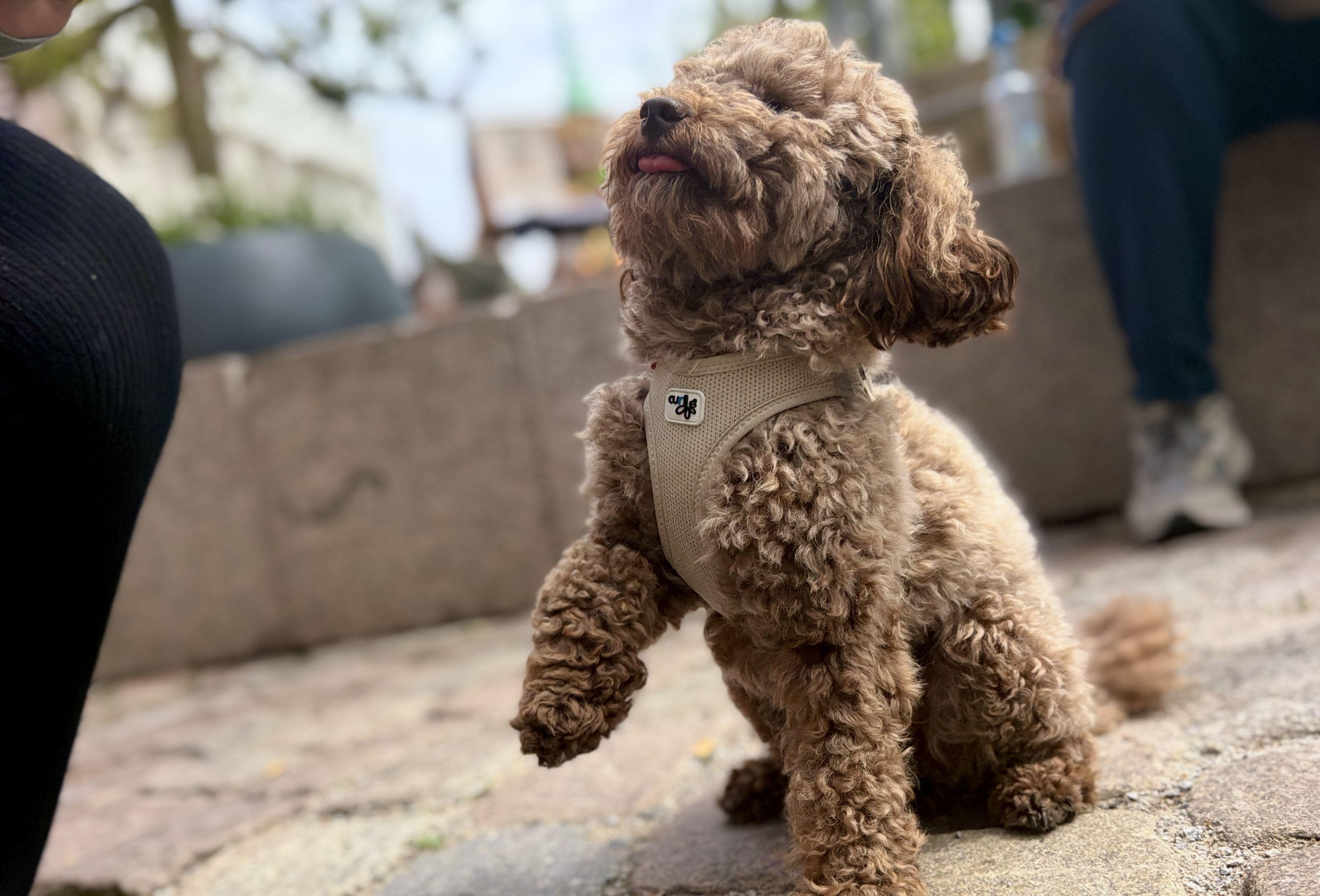 Urlaub mit Hund mit kleinem braunen Pudel im Hundegeschirr in der Stadt