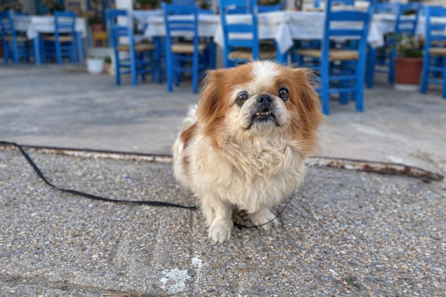 Kleiner braun-weißer Hund sitzt vor einer Taverne mit blauen Stühlen und Tischen im Hintergrund