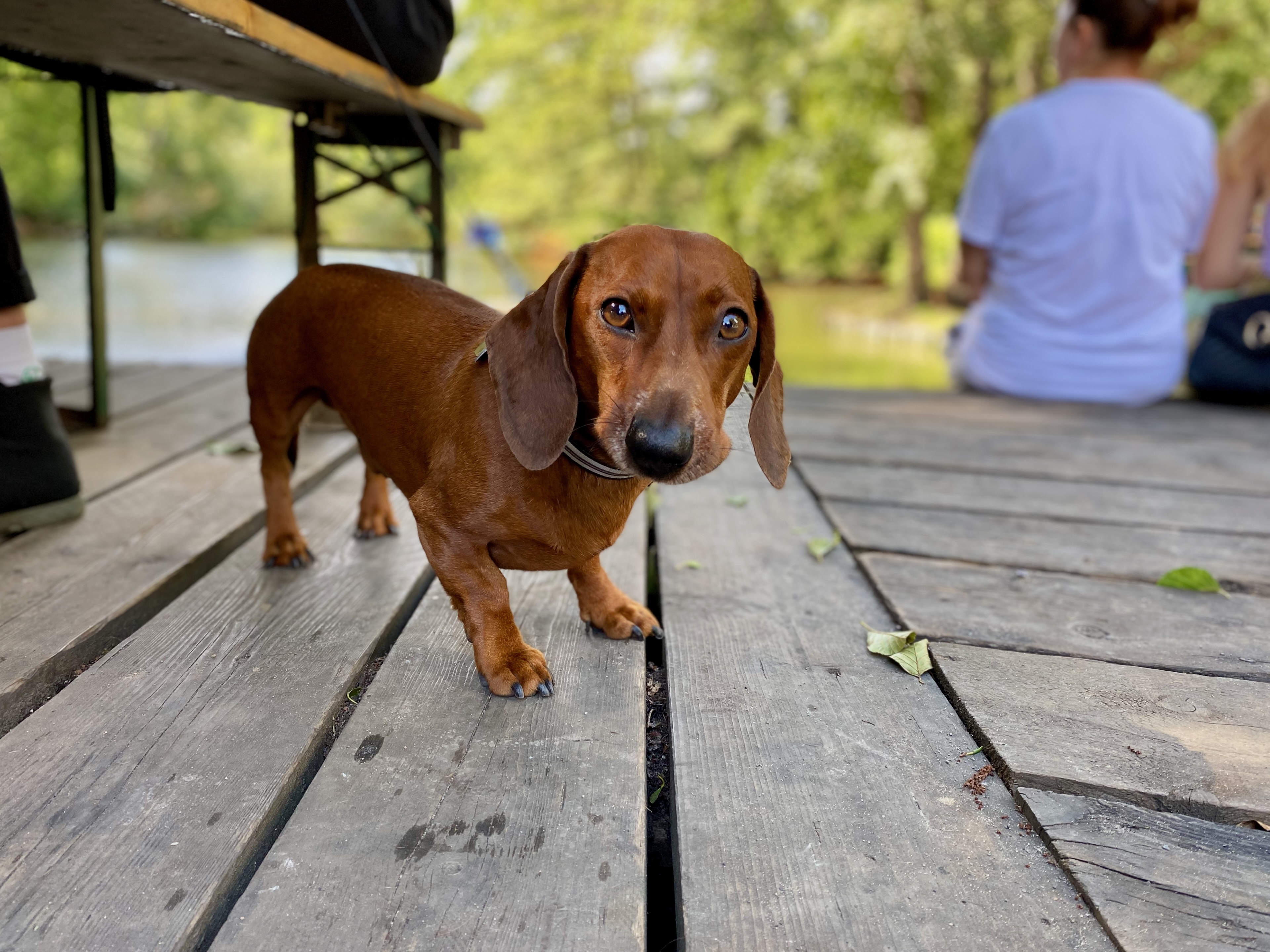 Dackel steht auf einem Holzsteg nahe eines Gewässers während Menschen im Hintergrund sitzen