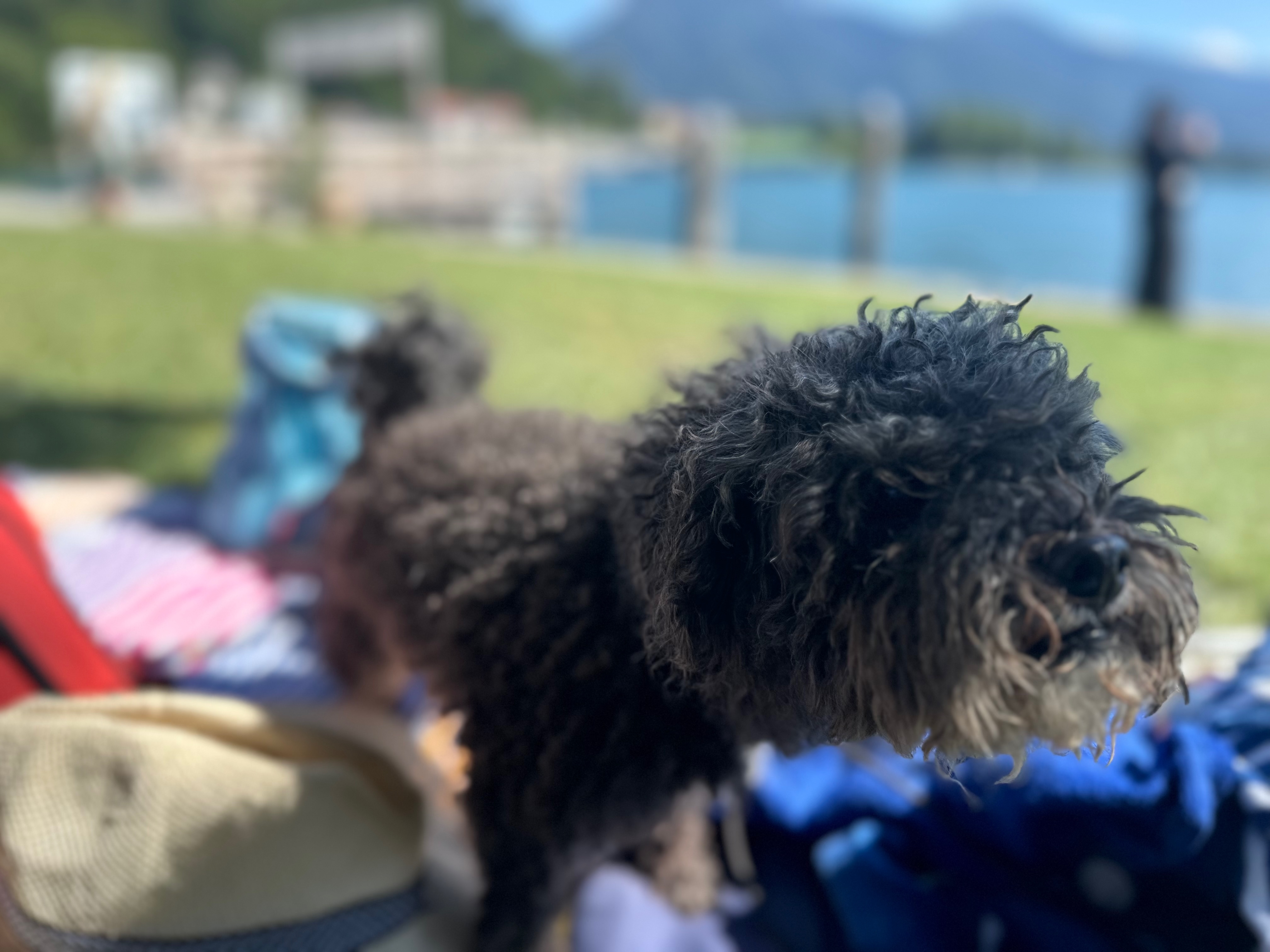 Kleiner lockiger Hund im Freien am Rhein - entspannter Urlaub mit Hund in der Natur