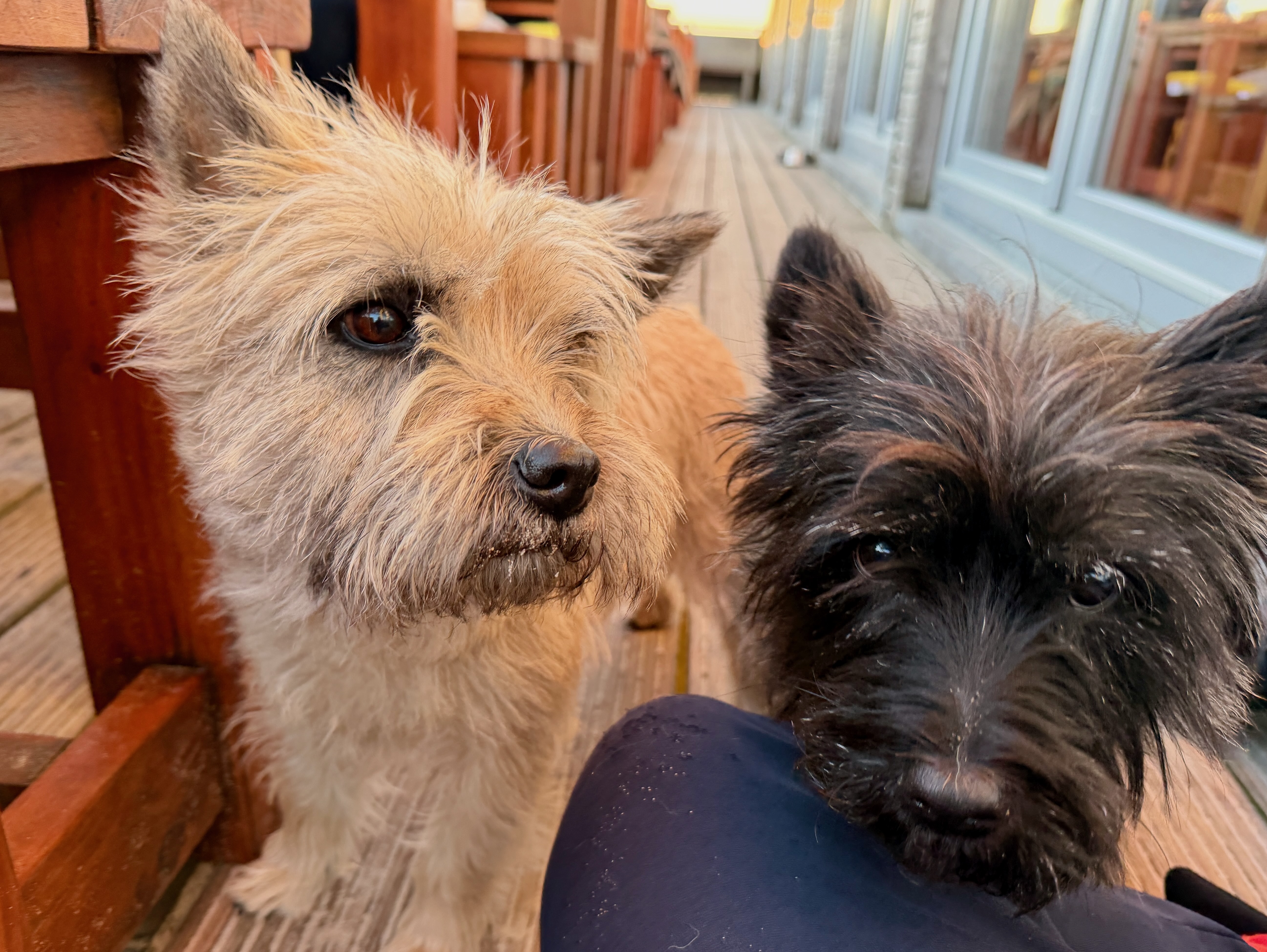 Zwei kleine Hunde sitzen entspannt während der Urlaubsvorbereitung, bevor wichtige Reisedokumente wie der EU-Heimtierausweis geprüft werden