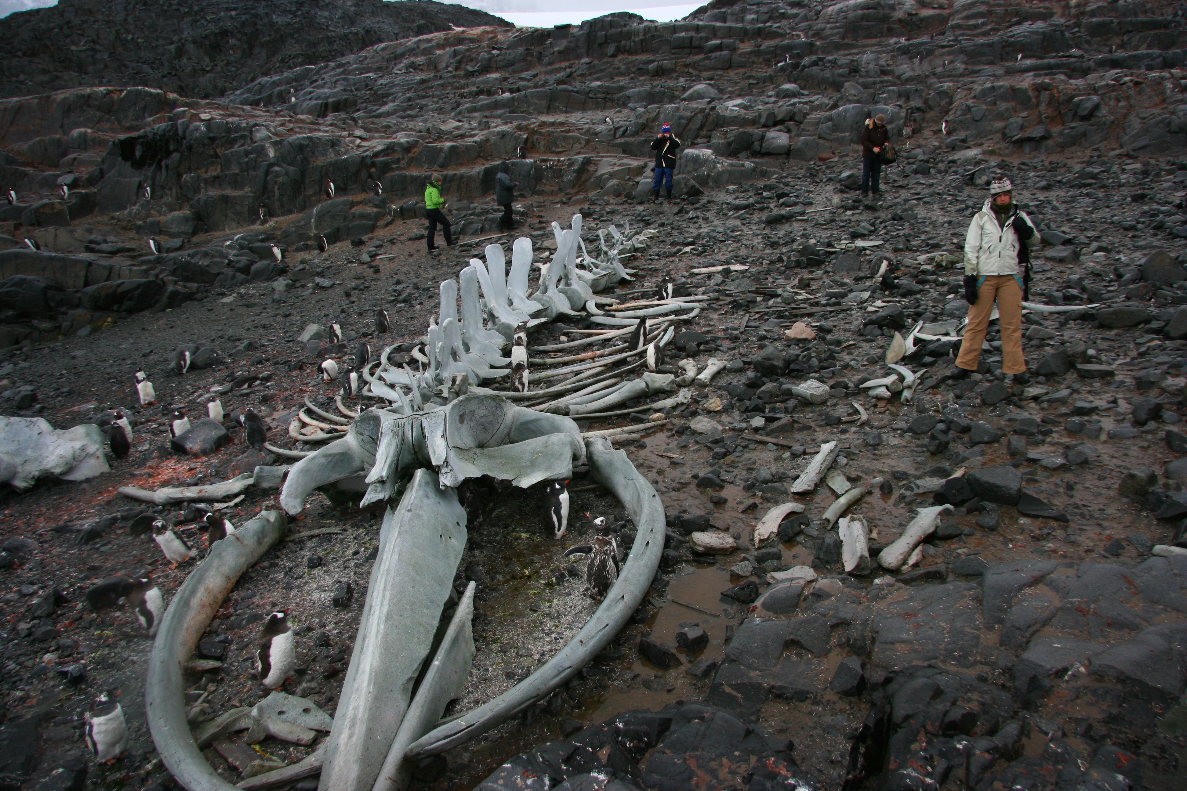 Expedition Polarforschung buchen und als Expeditionsreise mit Forschungsschiff machen für Citizenscience