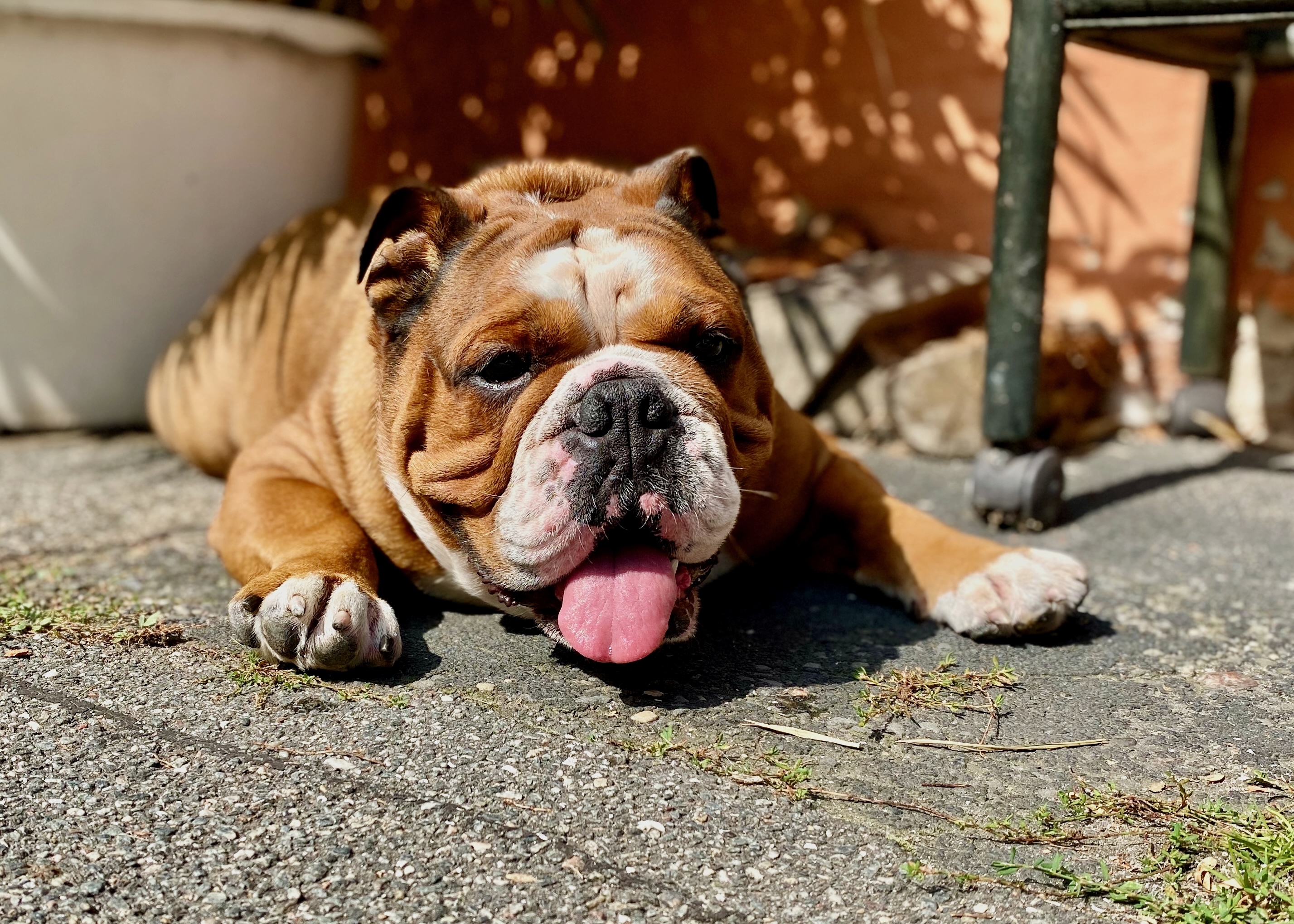 Hechelnder Hund bei Hitze auf Reisen als Warnzeichen für Überhitzung im Urlaub