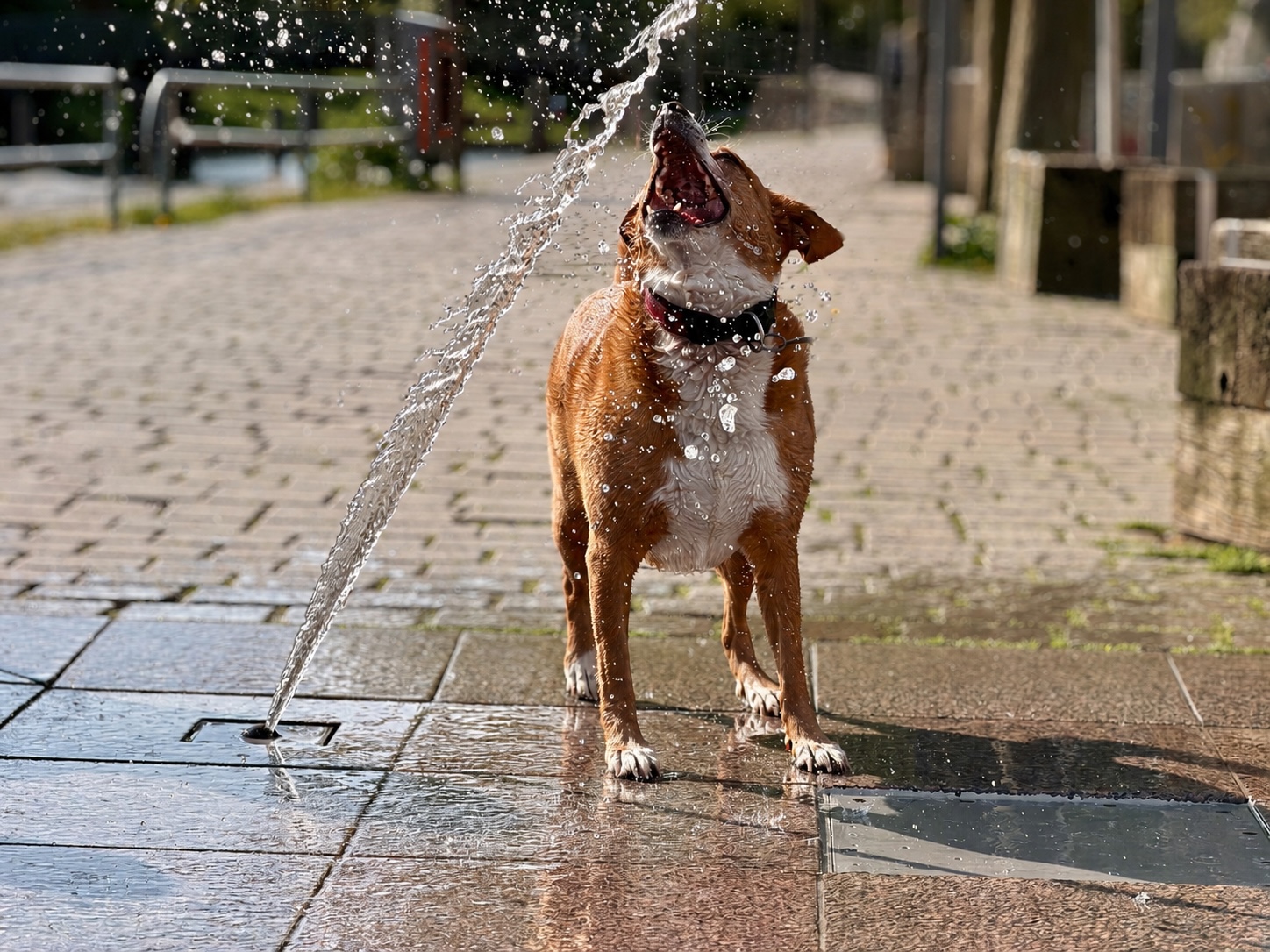 Hund kühlt sich bei Hitze mit Wasser auf Reisen ab