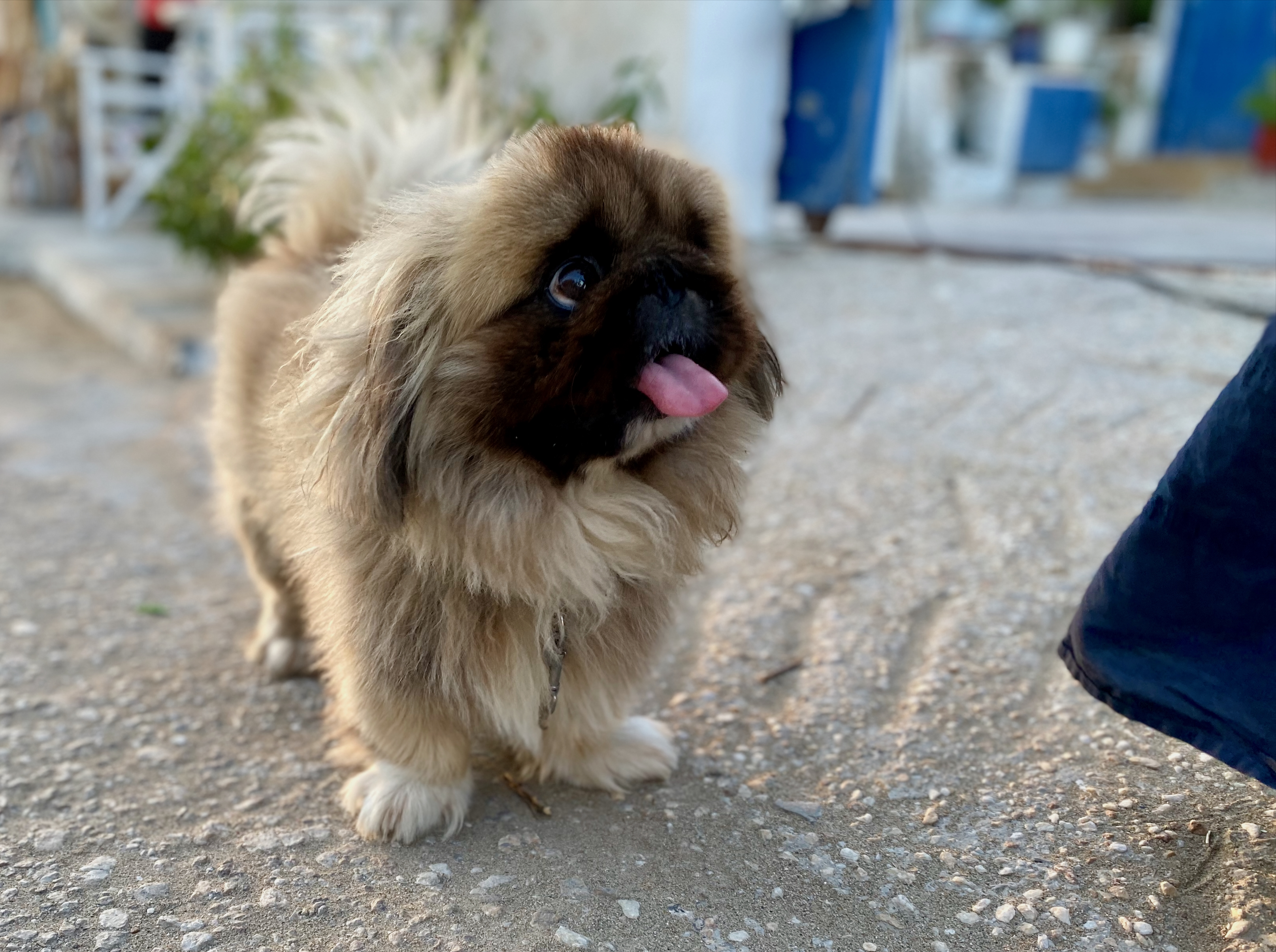 Kurznasiger Hund hechelt bei Hitze auf Reisen im Sommerurlaub