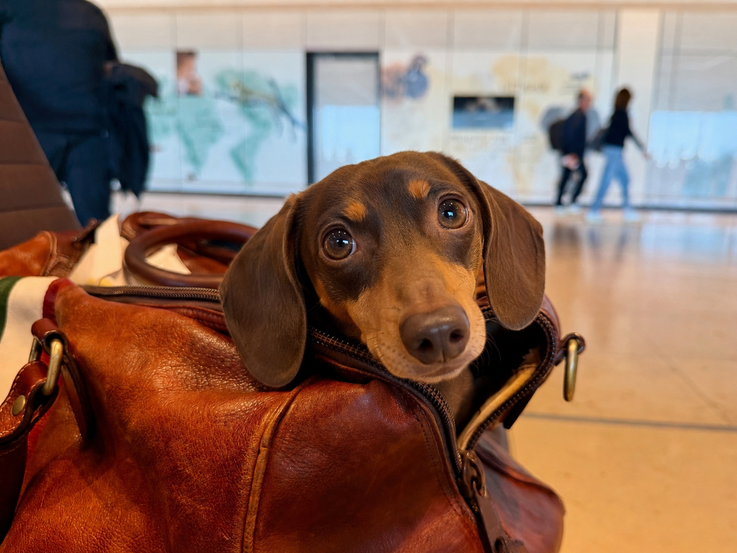 Hund an Bord Betreuung: kleiner Hund in Reisetasche während einer Kreuzfahrt mit Hund