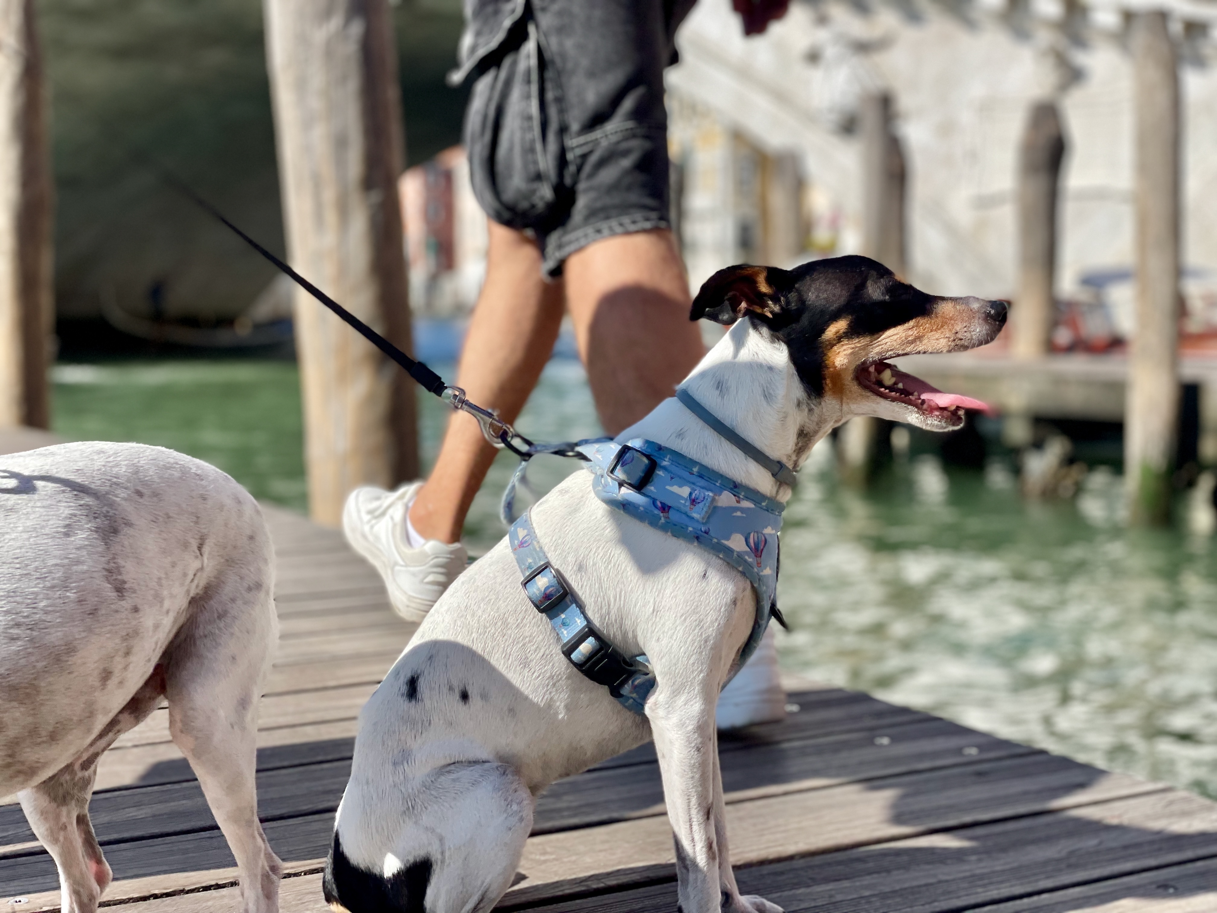 Hundebetreuung während Landausflug: Hund am Steg bei einer Reise nach Venedig